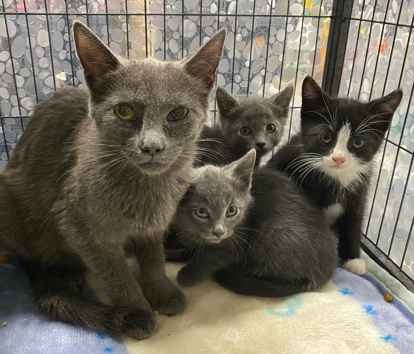 ALVIN, a Adoptable Domestic Short Hair in Tillsonburg, ON image 4/4