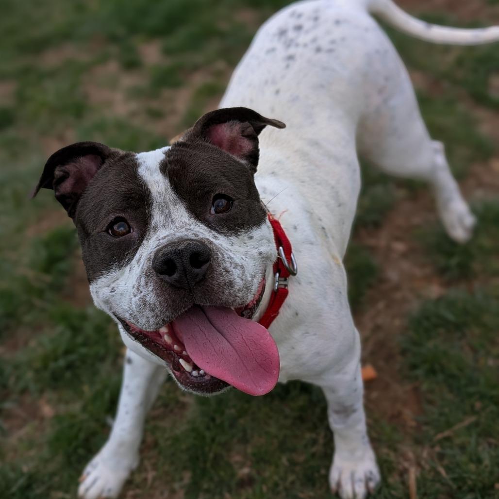 Liberty, Adoptable, Adult Female Terrier.
