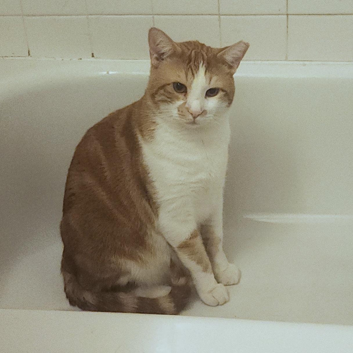 Jancy, a Adoptable Domestic Short Hair in New York, NY image 5/6