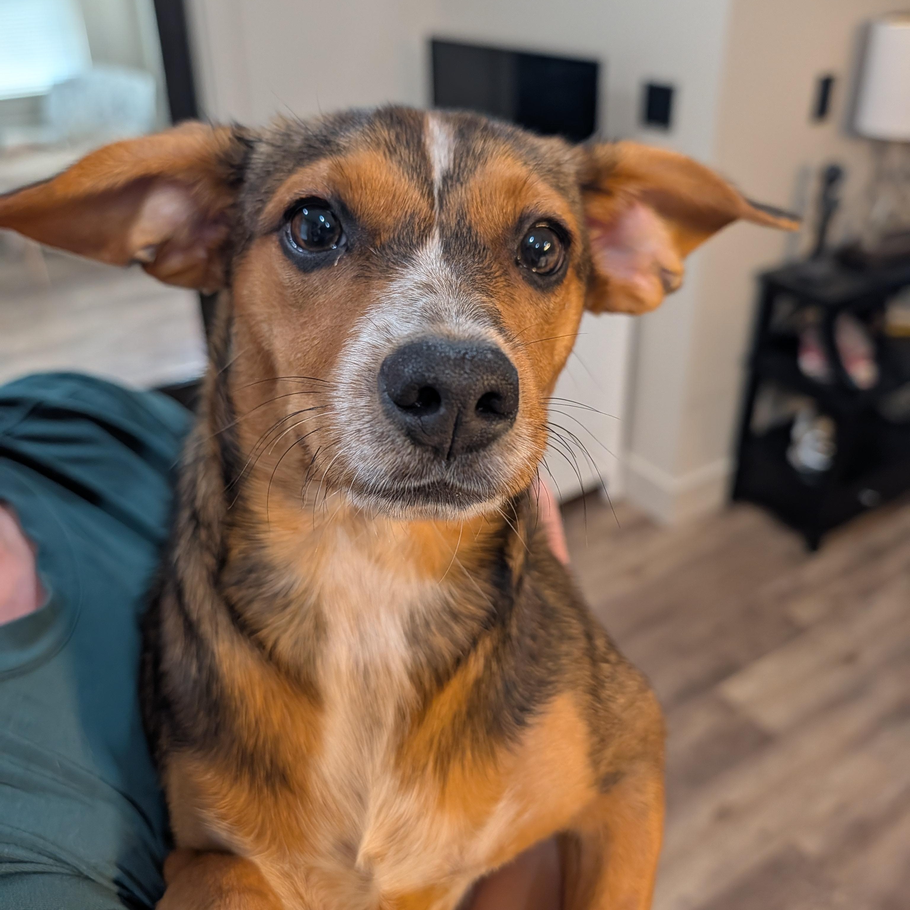 Panda, Adoptable, Puppy Female Rat Terrier.