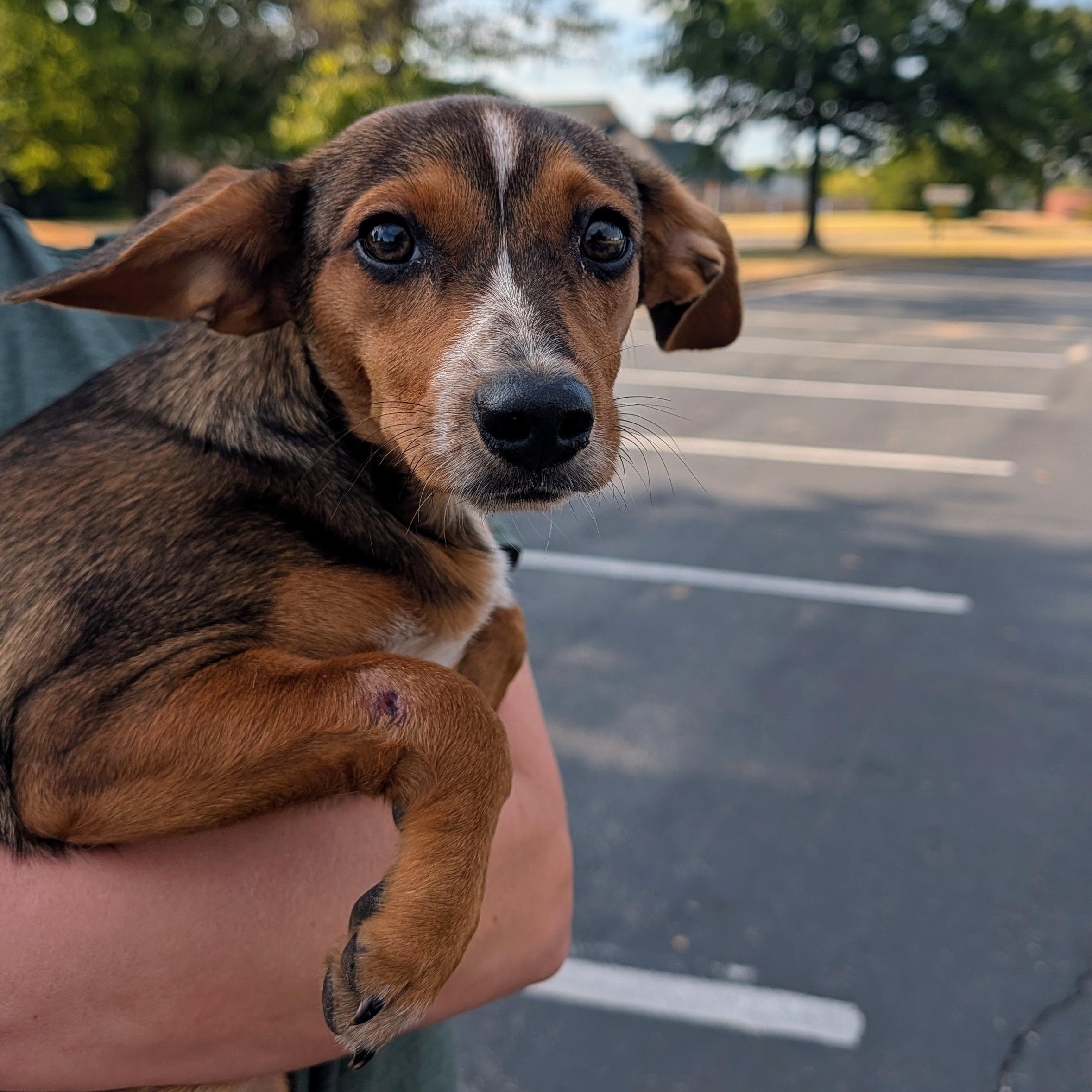 Enlarge Panda, a Adoptable mixed breed in Bella Vista, AR image 5/5