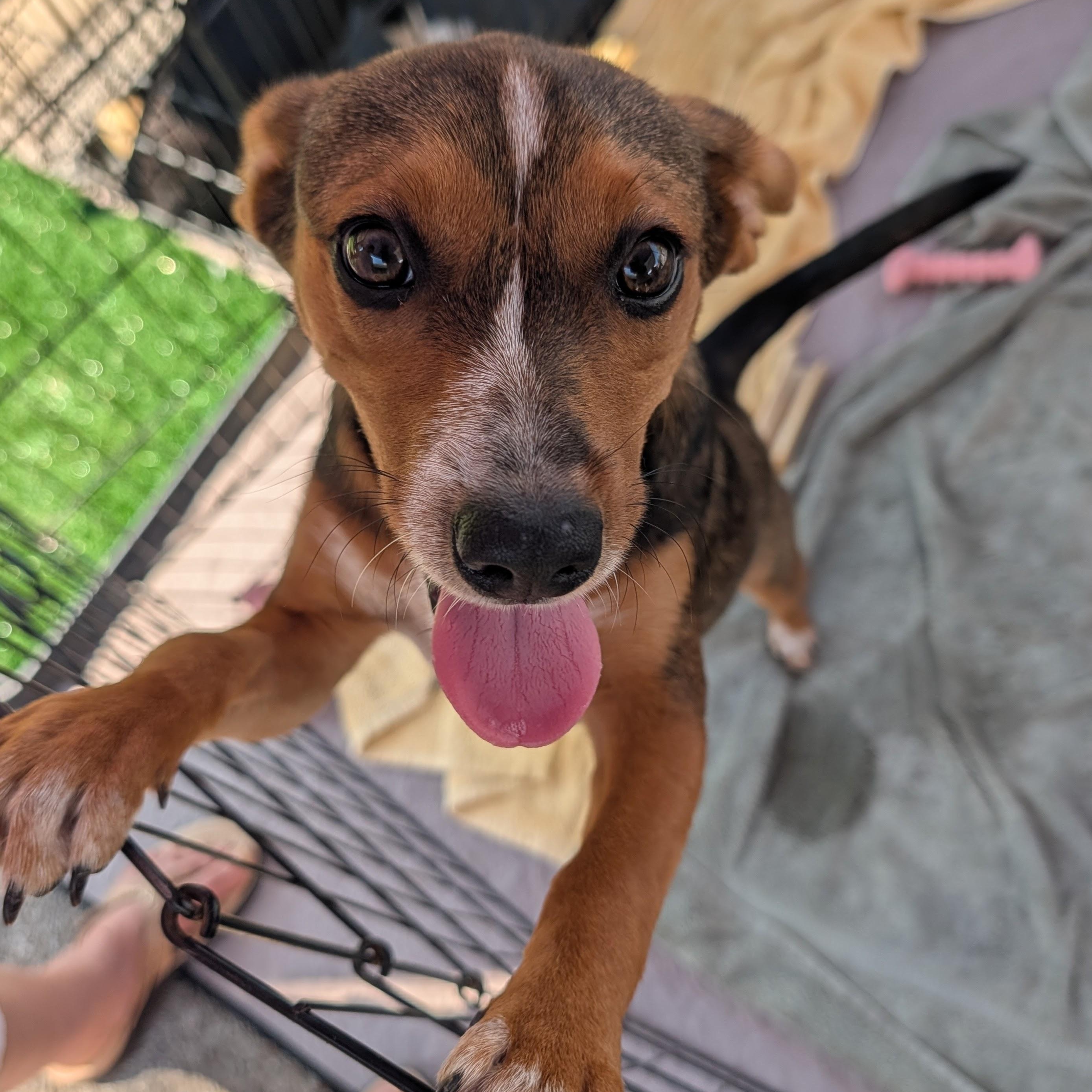 Enlarge Panda, a Adoptable mixed breed in Bella Vista, AR image 2/5