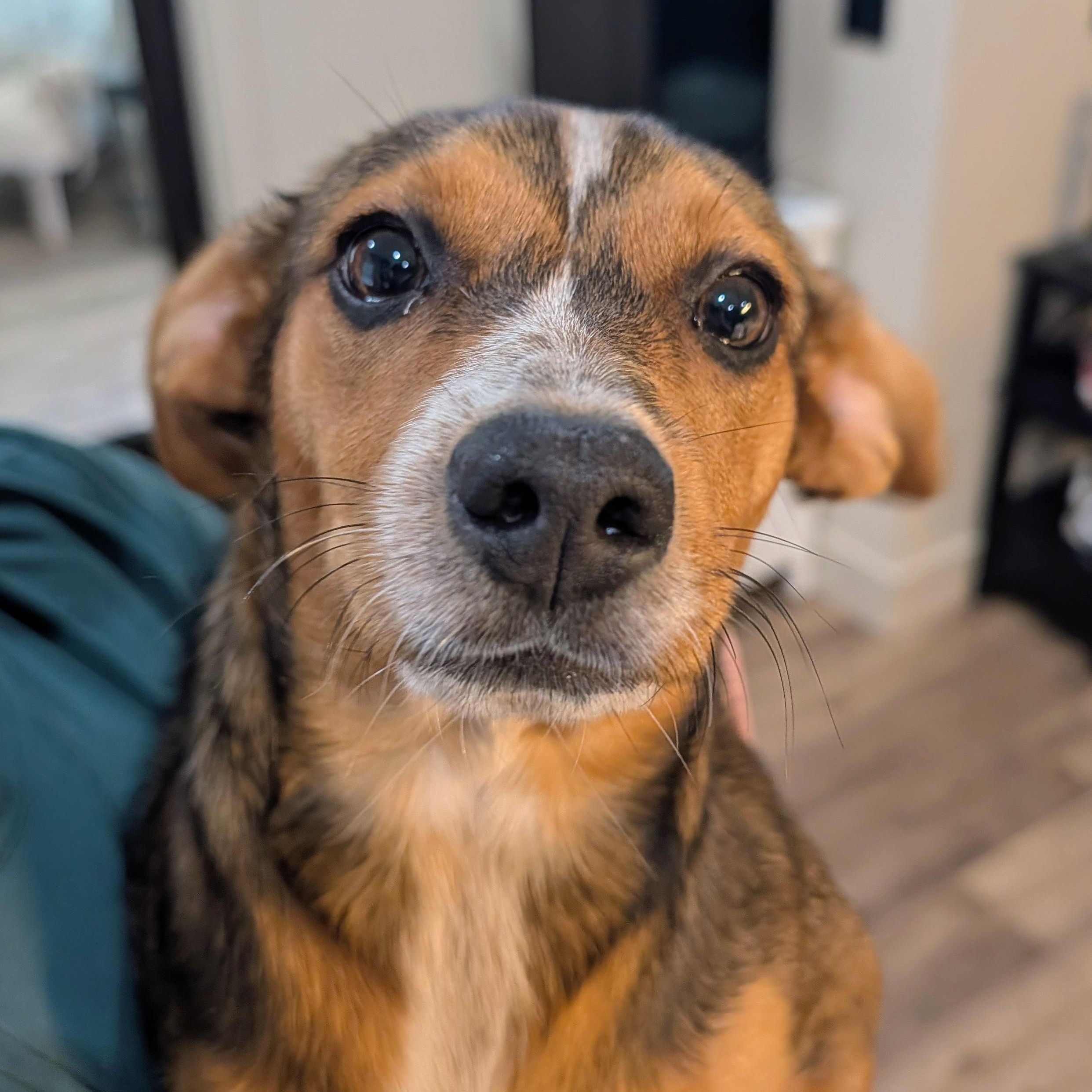 Enlarge Panda, a Adoptable mixed breed in Bella Vista, AR image 4/5