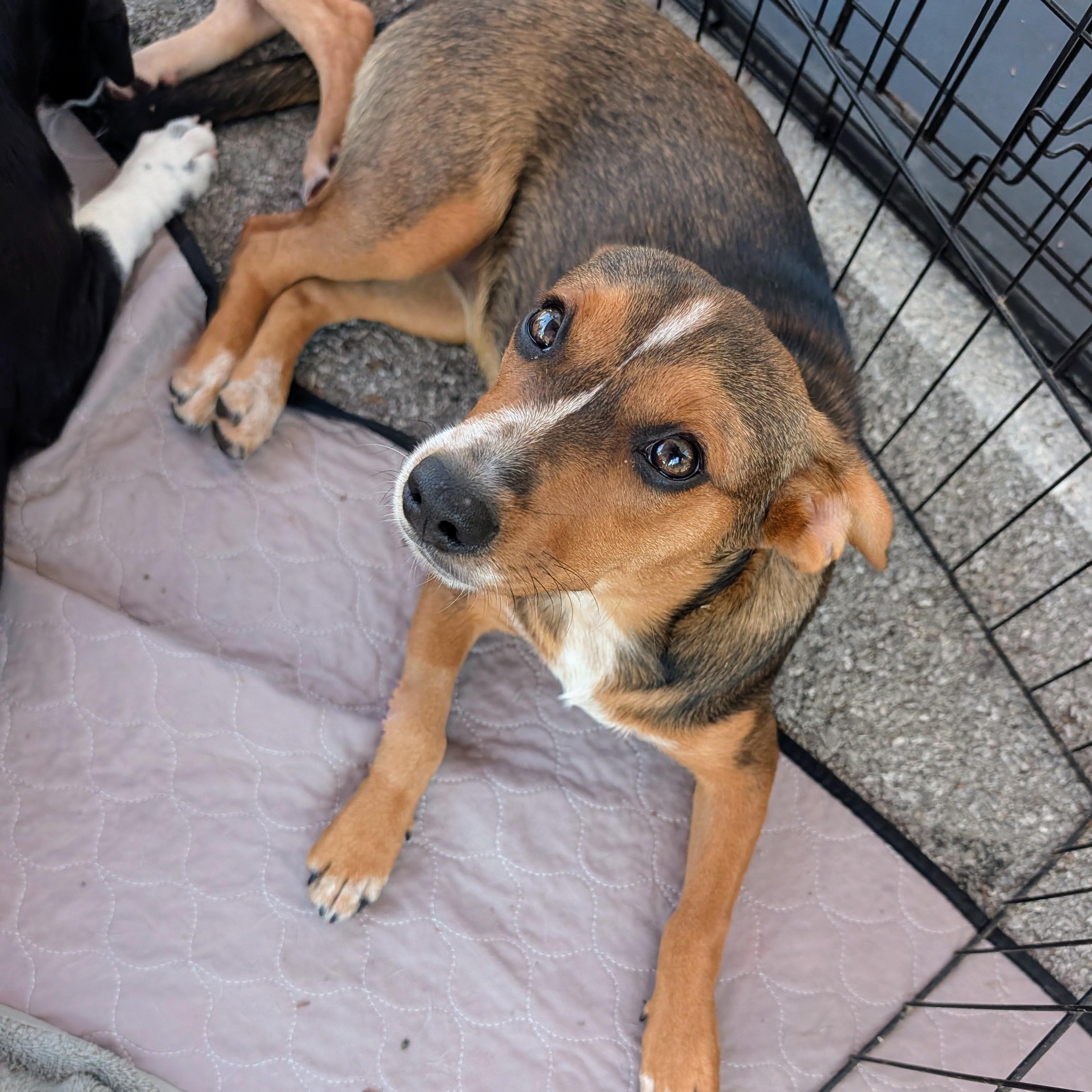Enlarge Panda, a Adoptable mixed breed in Bella Vista, AR image 3/5
