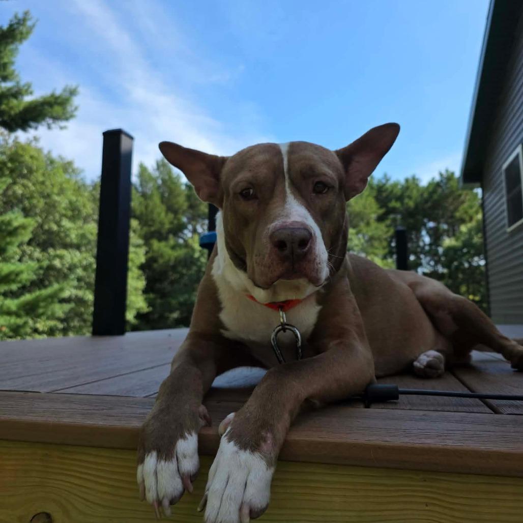 Rico Suave, Adoptable, Adult Male Pit Bull Terrier & Mixed Breed.