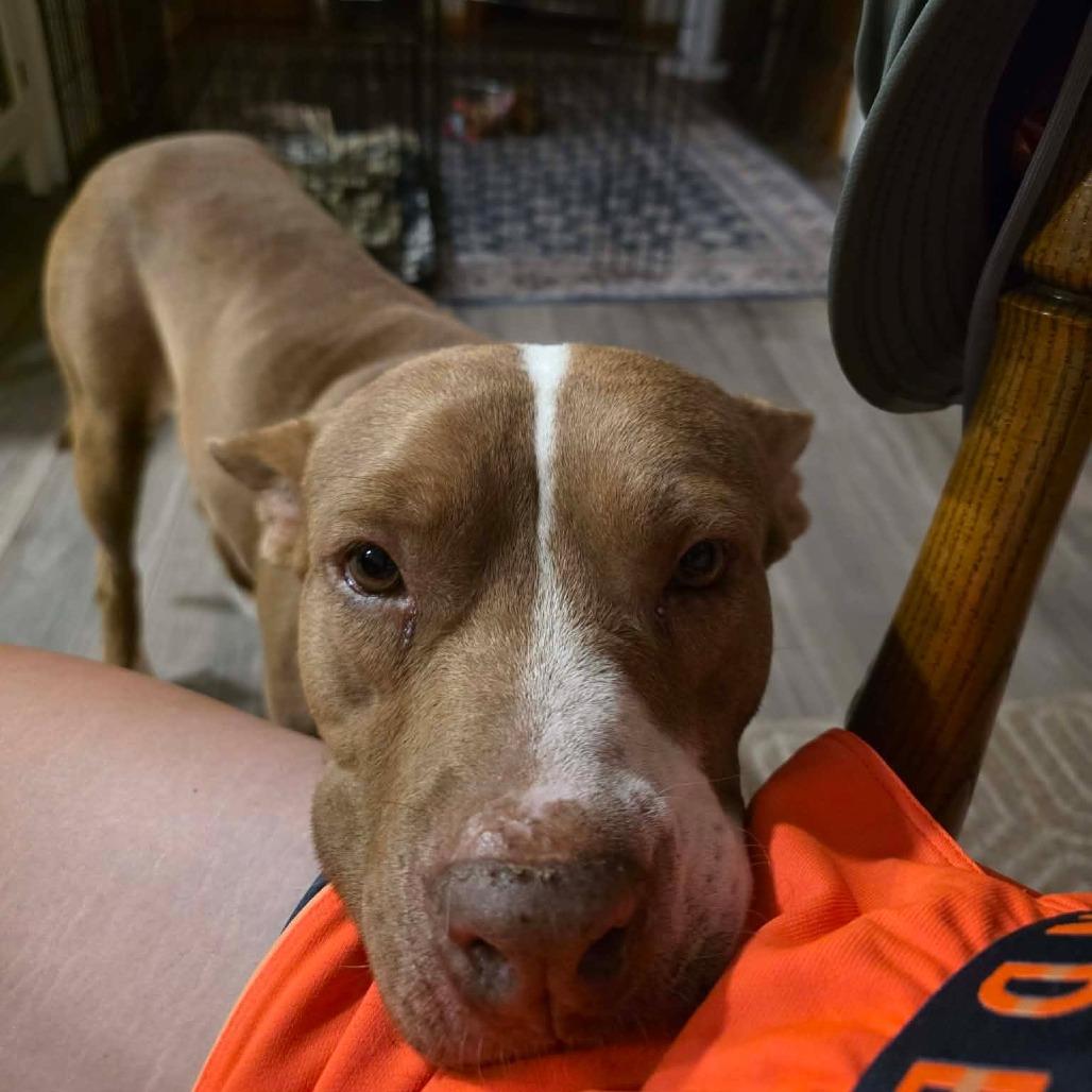 Rico Suave, a Adoptable mixed breed in Alma, WI image 2/5