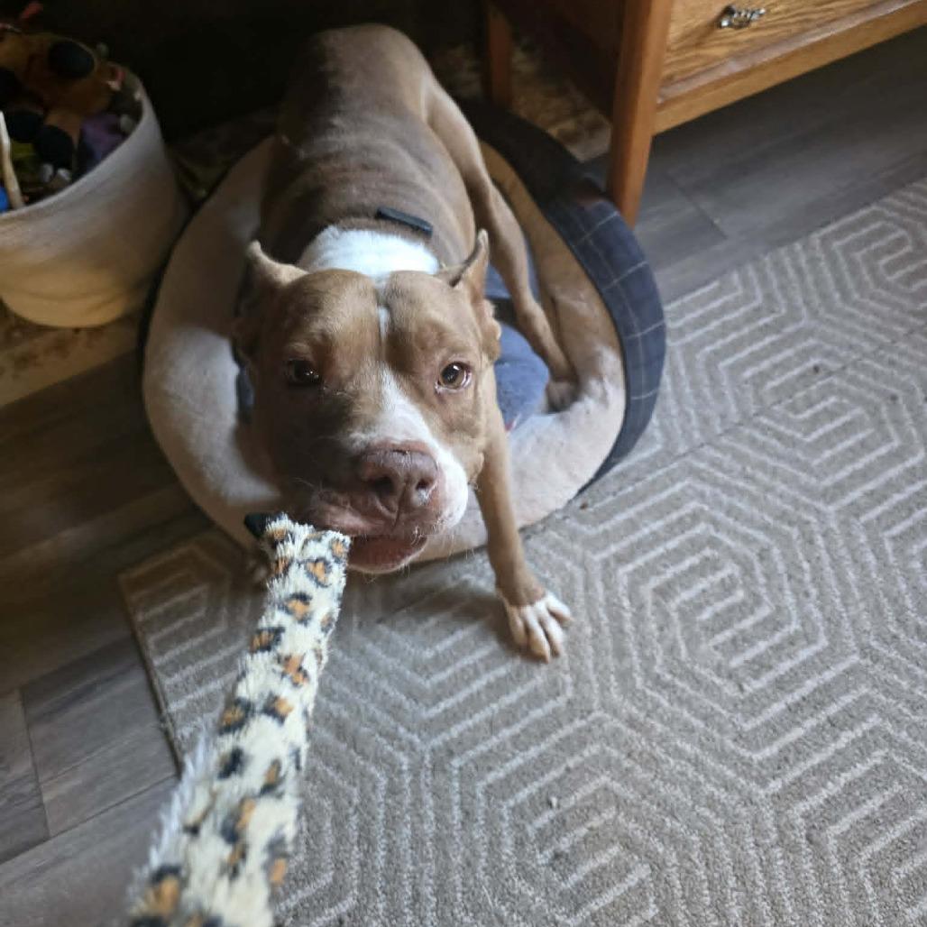 Rico Suave, a Adoptable mixed breed in Alma, WI image 5/5