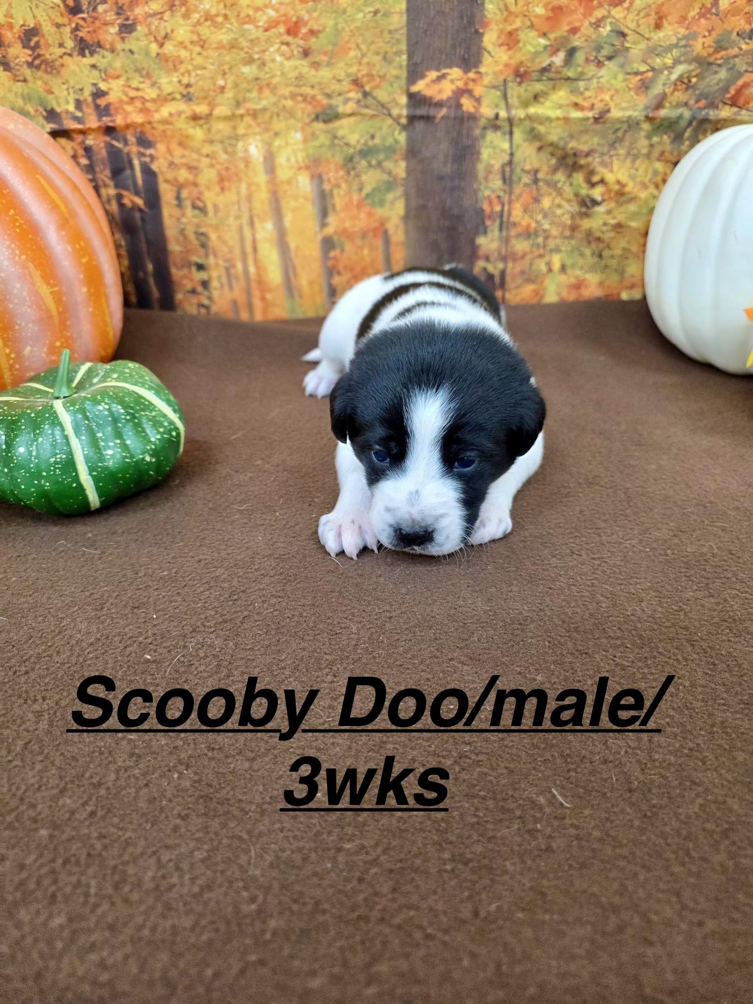 Scooby, Adoptable, Puppy Male Border Collie.