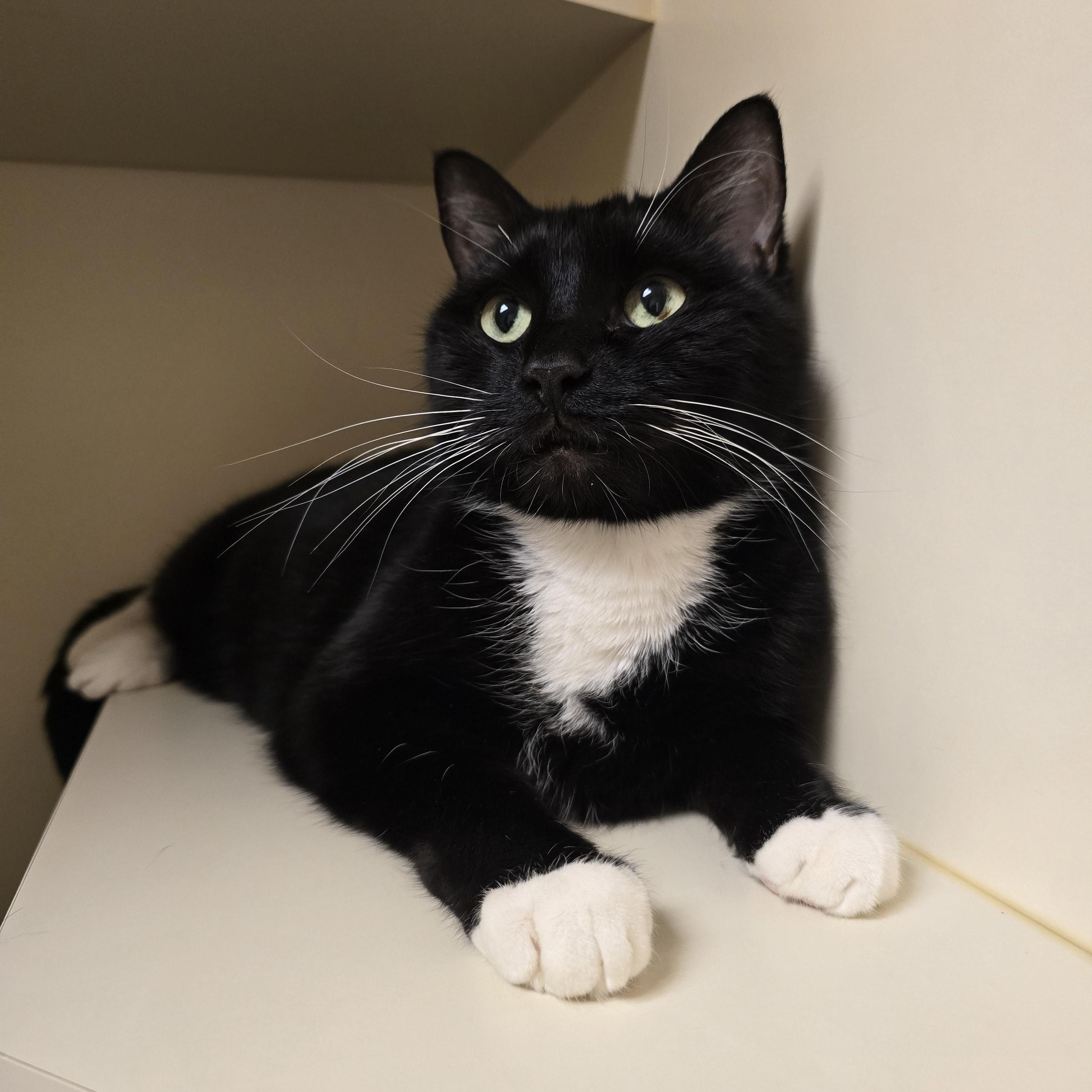 Bunny, ADOPTABLE, Senior Female Tuxedo.