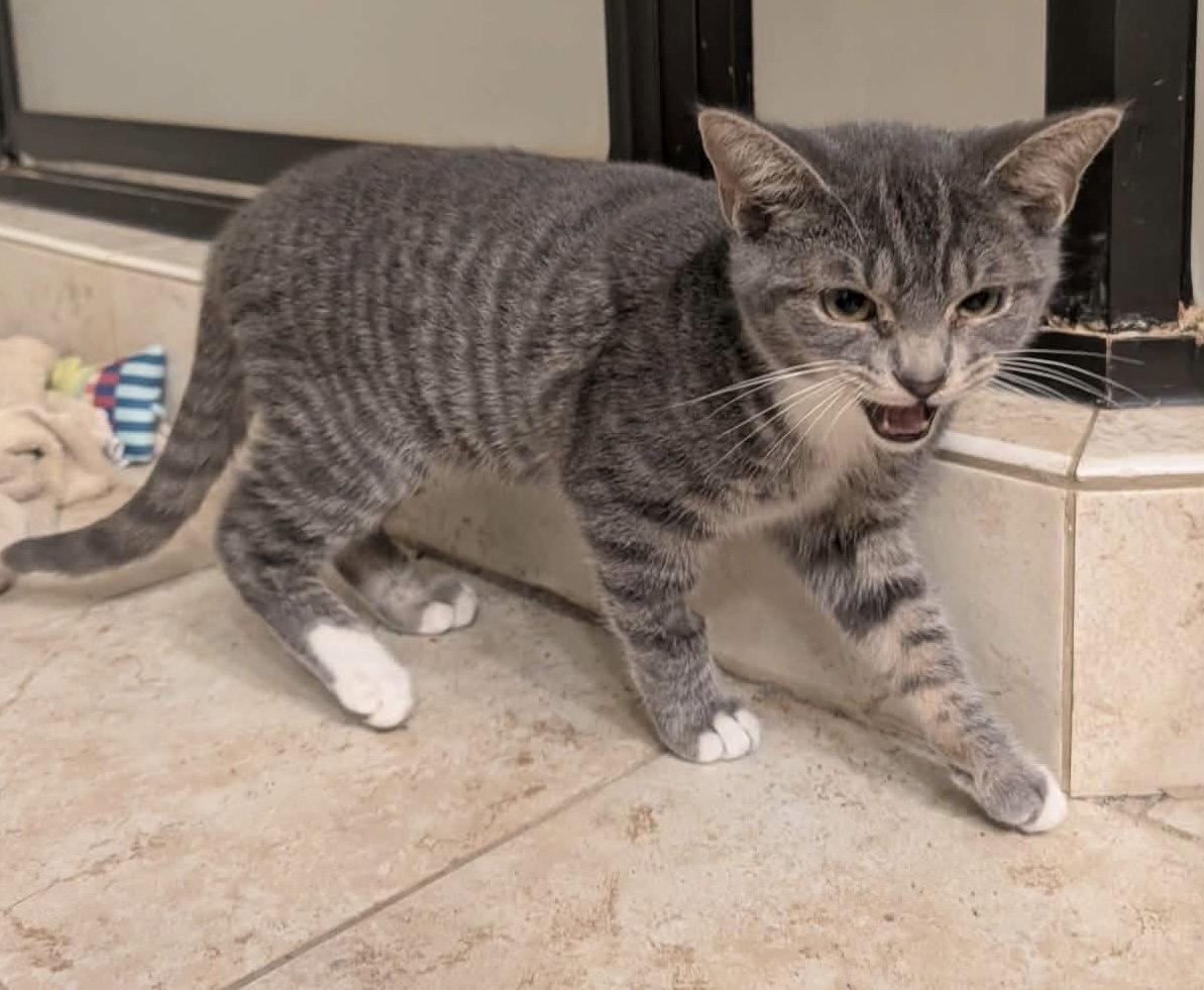 Gerald, Adoptable, Young Male Domestic Short Hair.