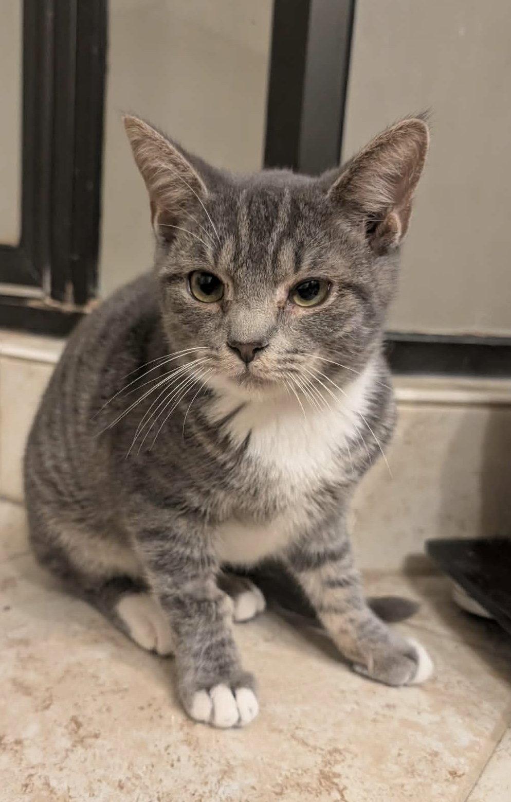 Enlarge Gerald, a Adoptable Domestic Short Hair in King George, VA image 2/2