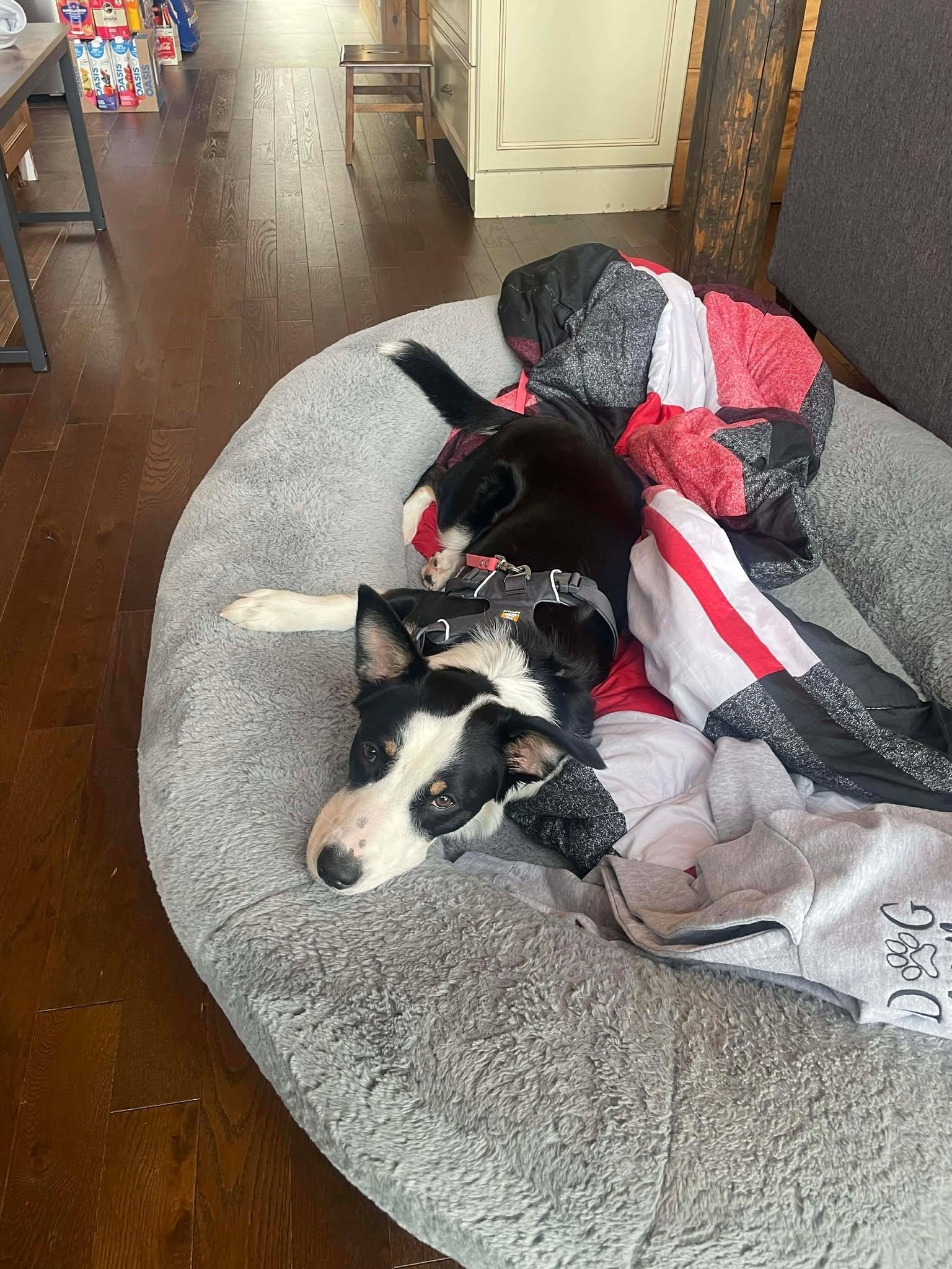 Enlarge Cherry Blossom, an adopted mixed breed in Montréal, QC image 4/6