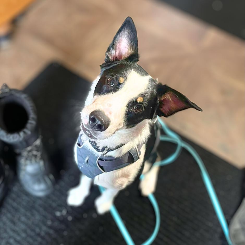 Cherry Blossom, ADOPTABLE, Young Female Australian Cattle Dog / Blue Heeler.