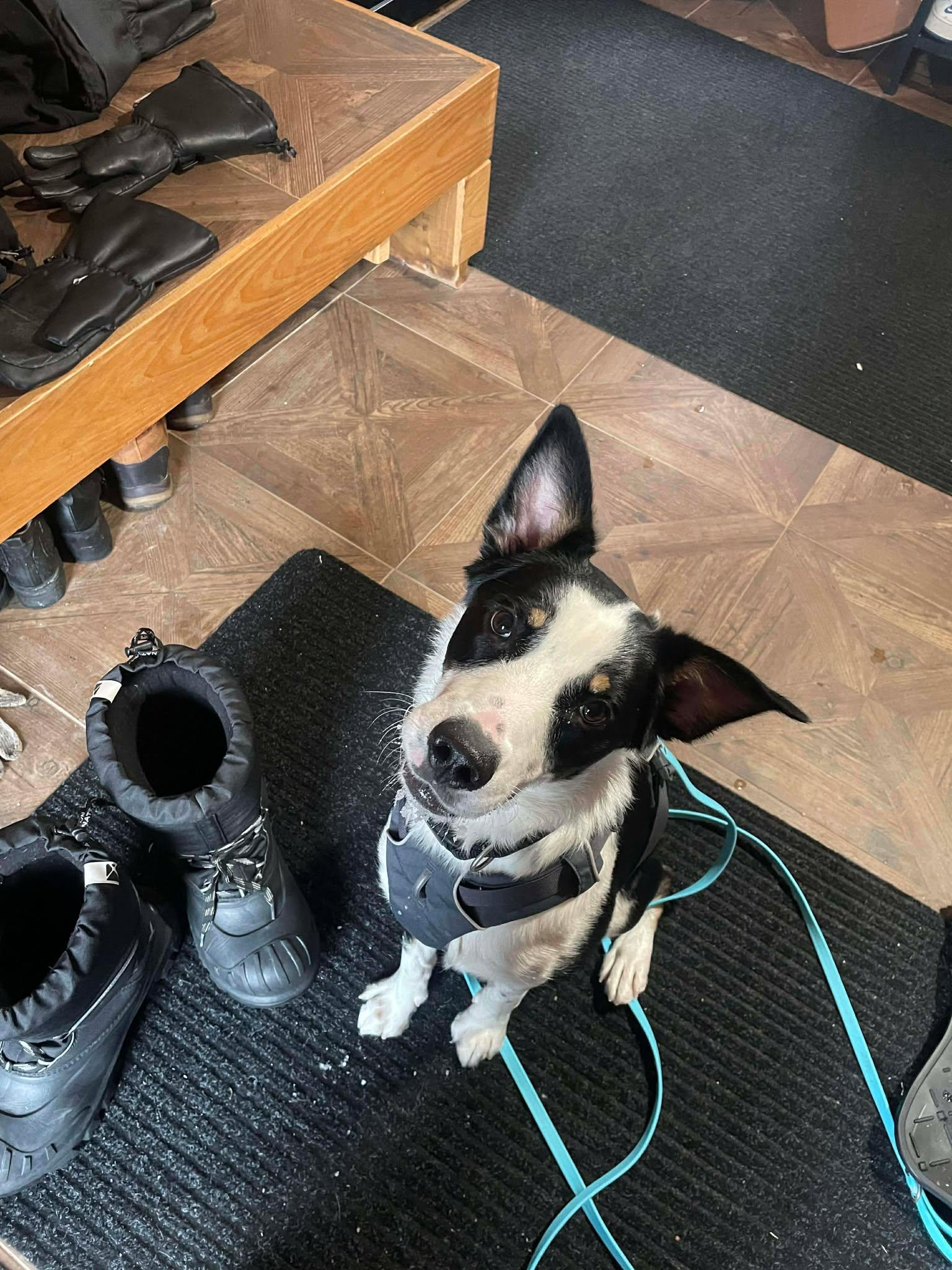 Enlarge Cherry Blossom, an adopted mixed breed in Montréal, QC image 6/6