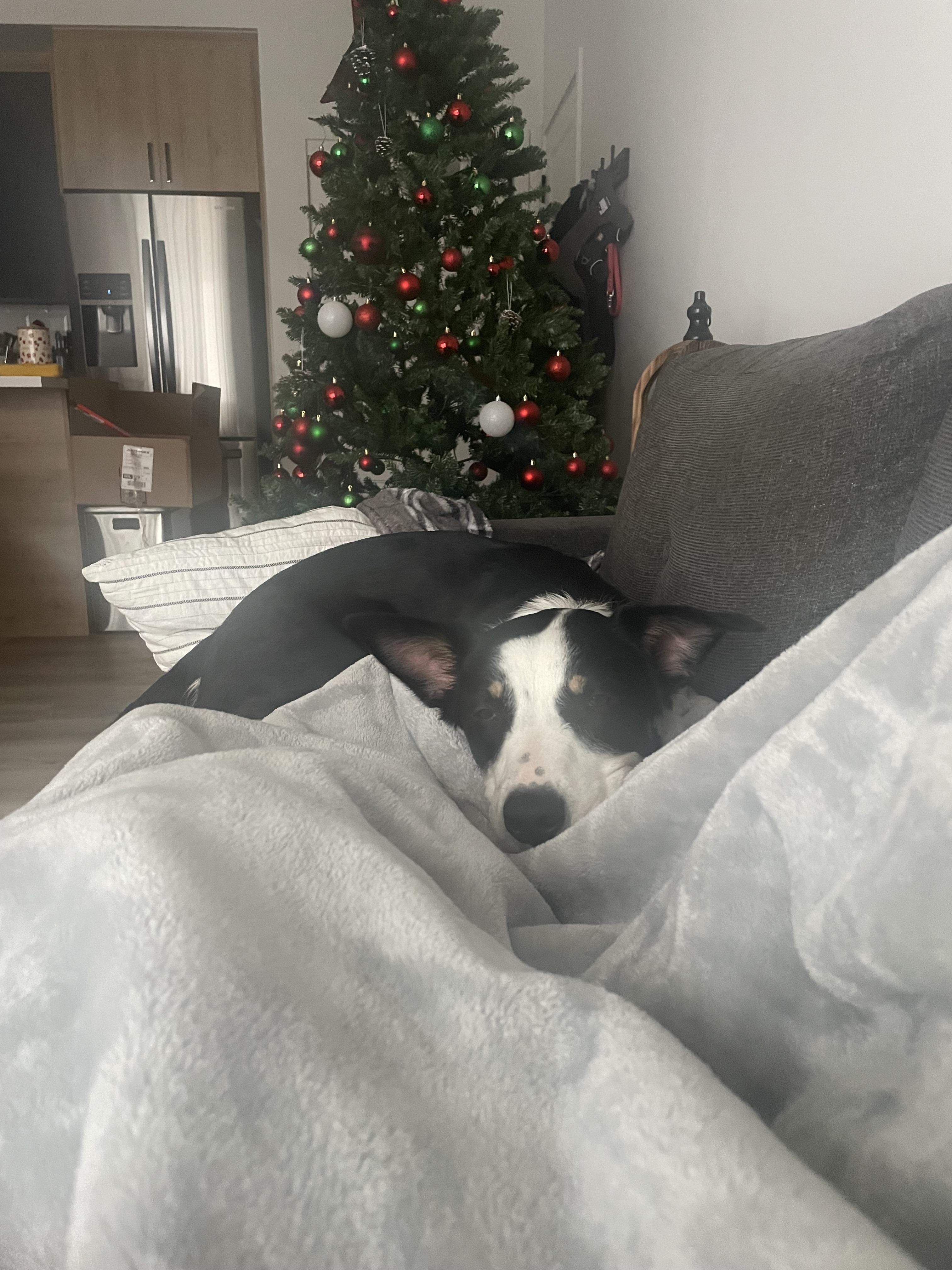 Enlarge Cherry Blossom, an adopted mixed breed in Montréal, QC image 3/6