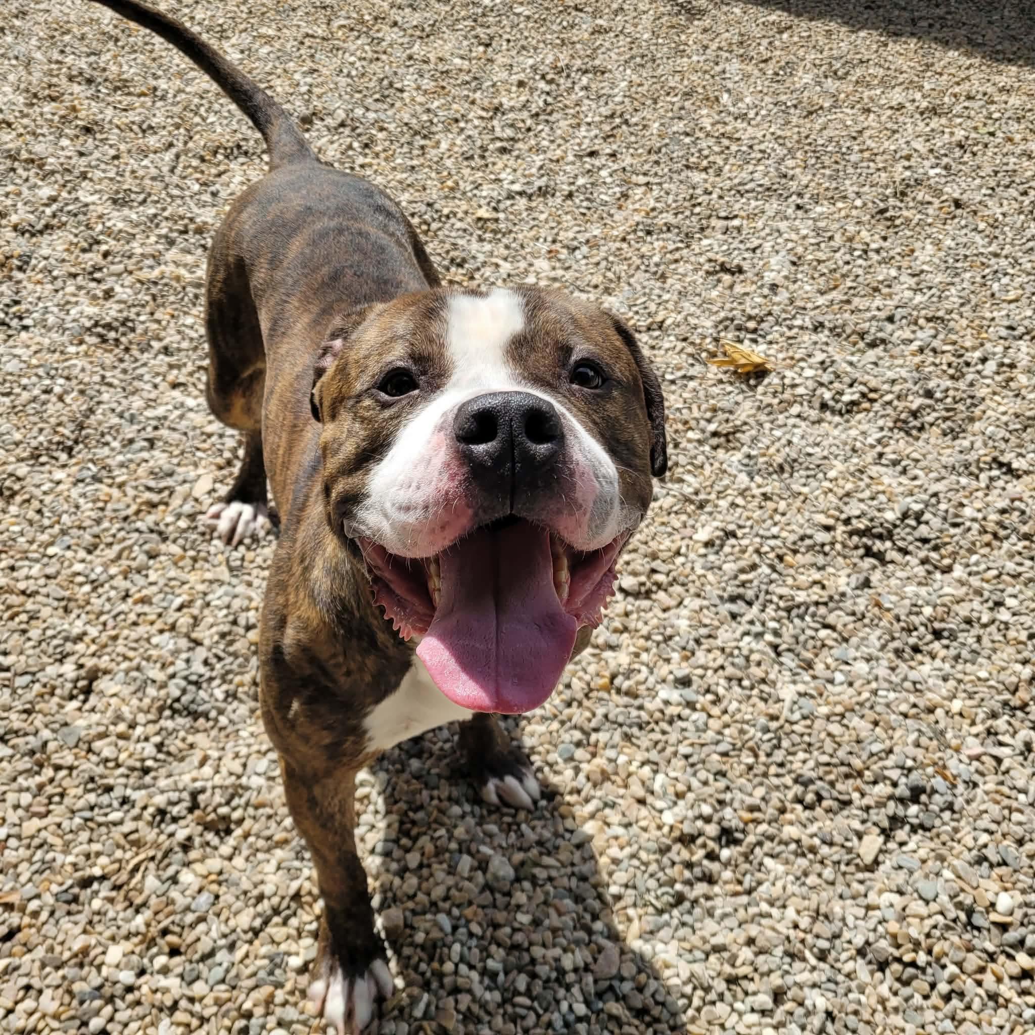 Enlarge Mazi, a Adoptable mixed breed in Middlebury, CT image 2/4