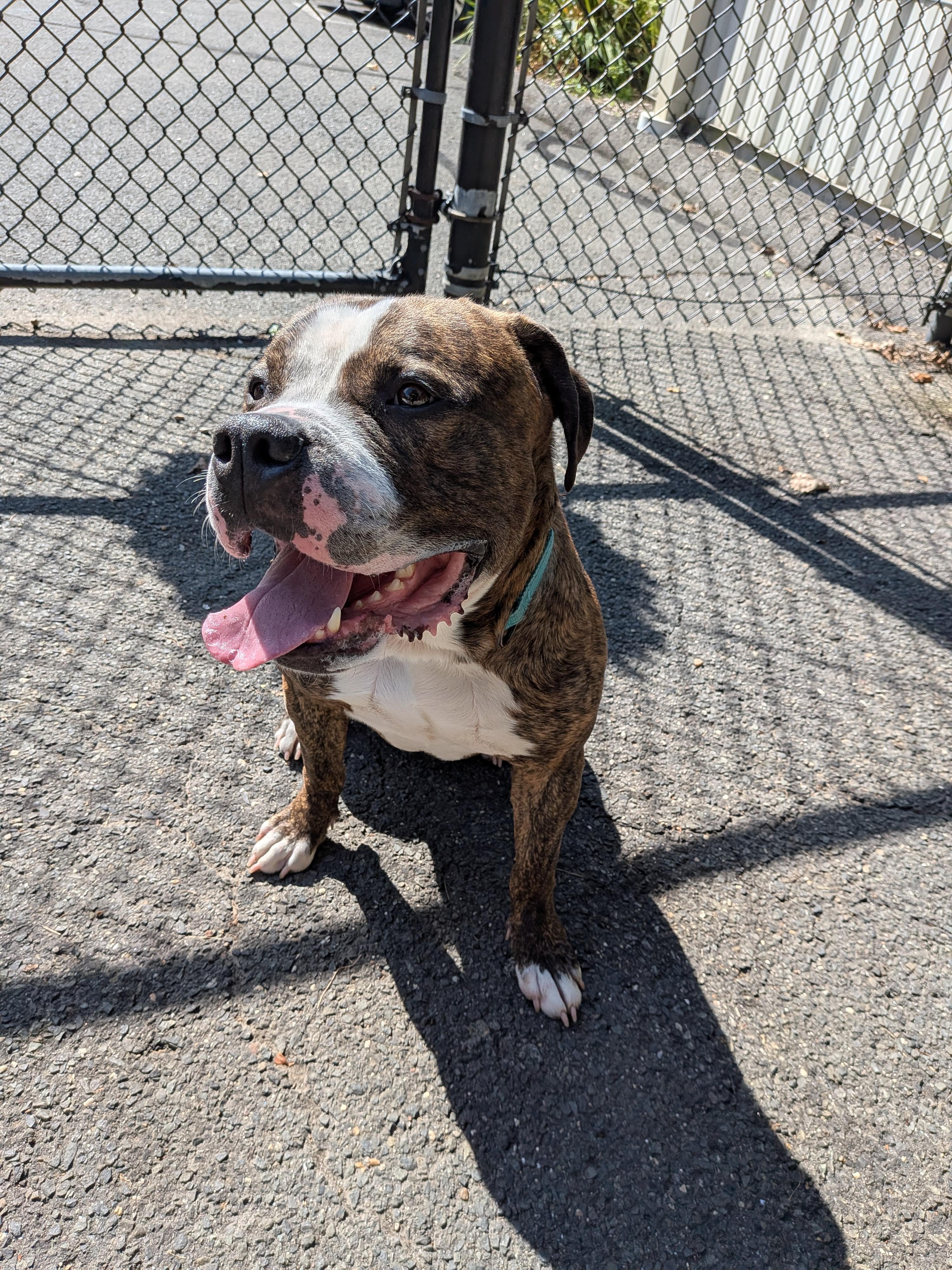 Enlarge Mazi, a Adoptable mixed breed in Middlebury, CT image 3/4