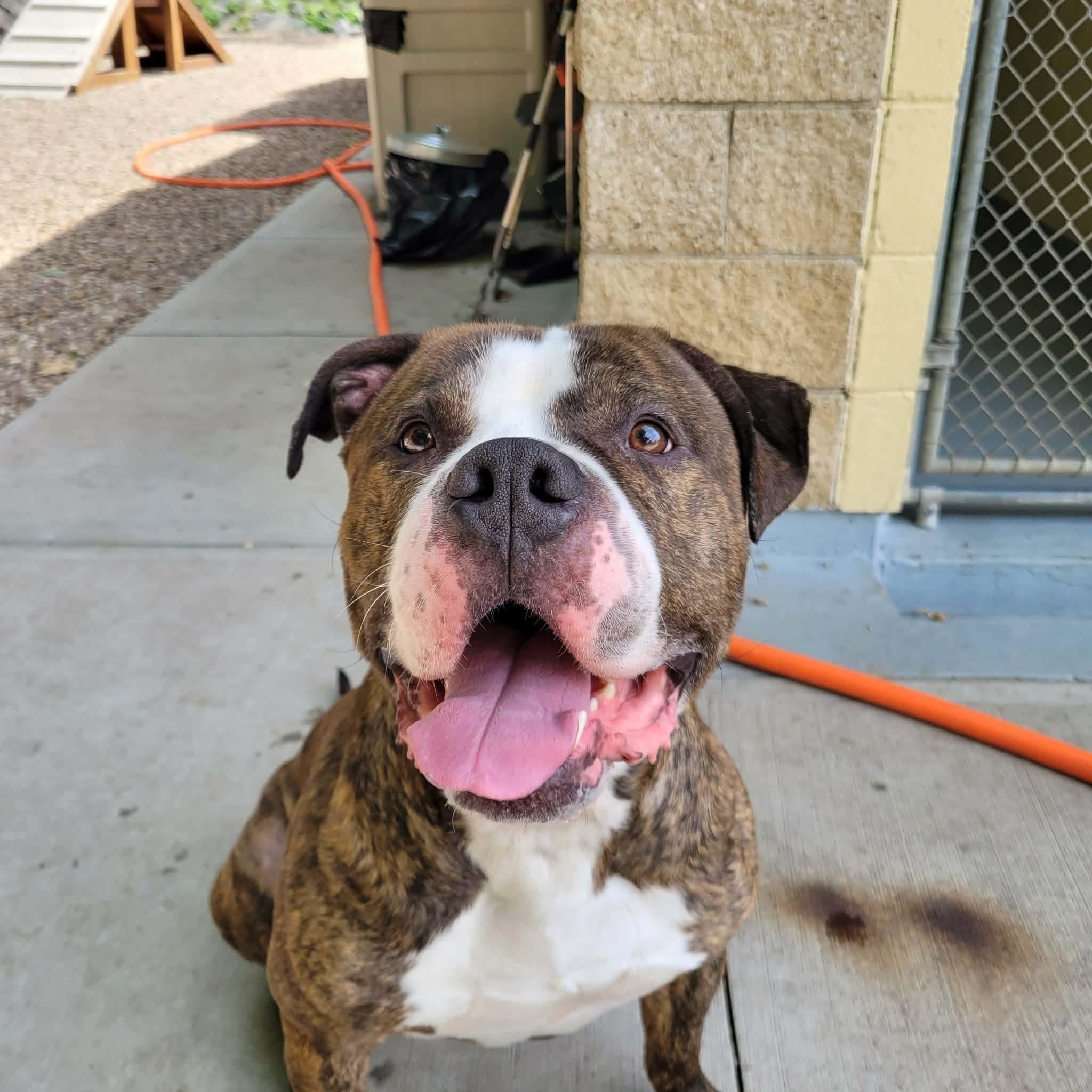 Mazi, Adoptable, Young Male Mastiff & Pit Bull Terrier.