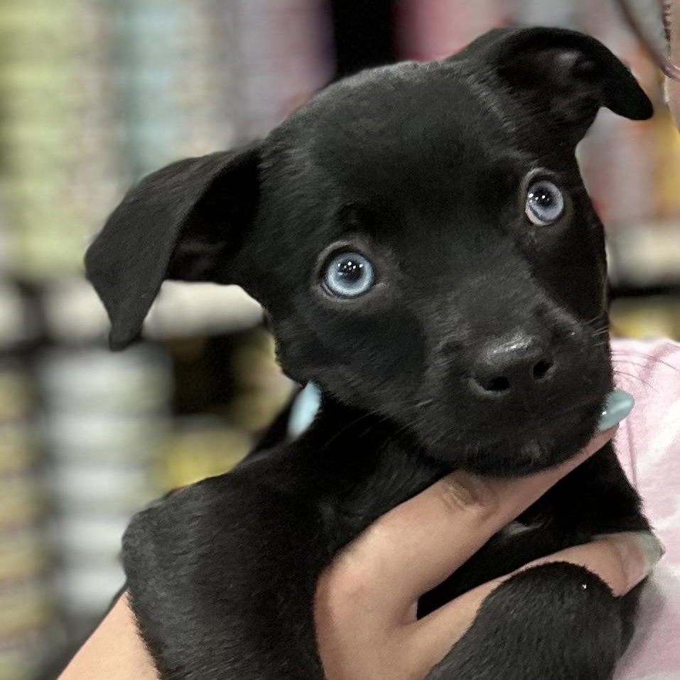 Flower Power Litter <3, Adopted, Puppy Female Rottweiler & Siberian Husky.