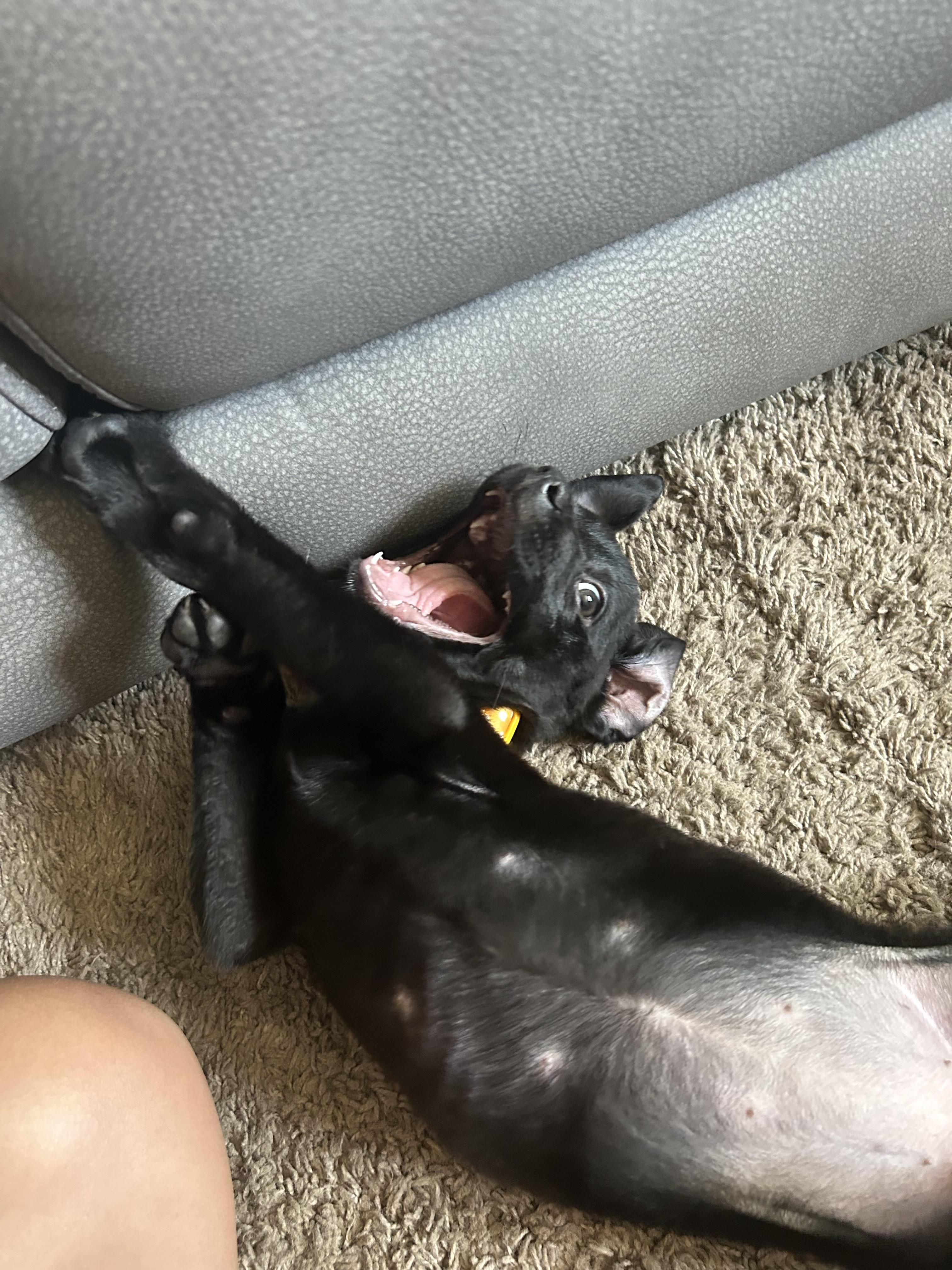 Enlarge Flower Power Litter <3, a Adopted mixed breed in Lincoln Park, MI image 5/6