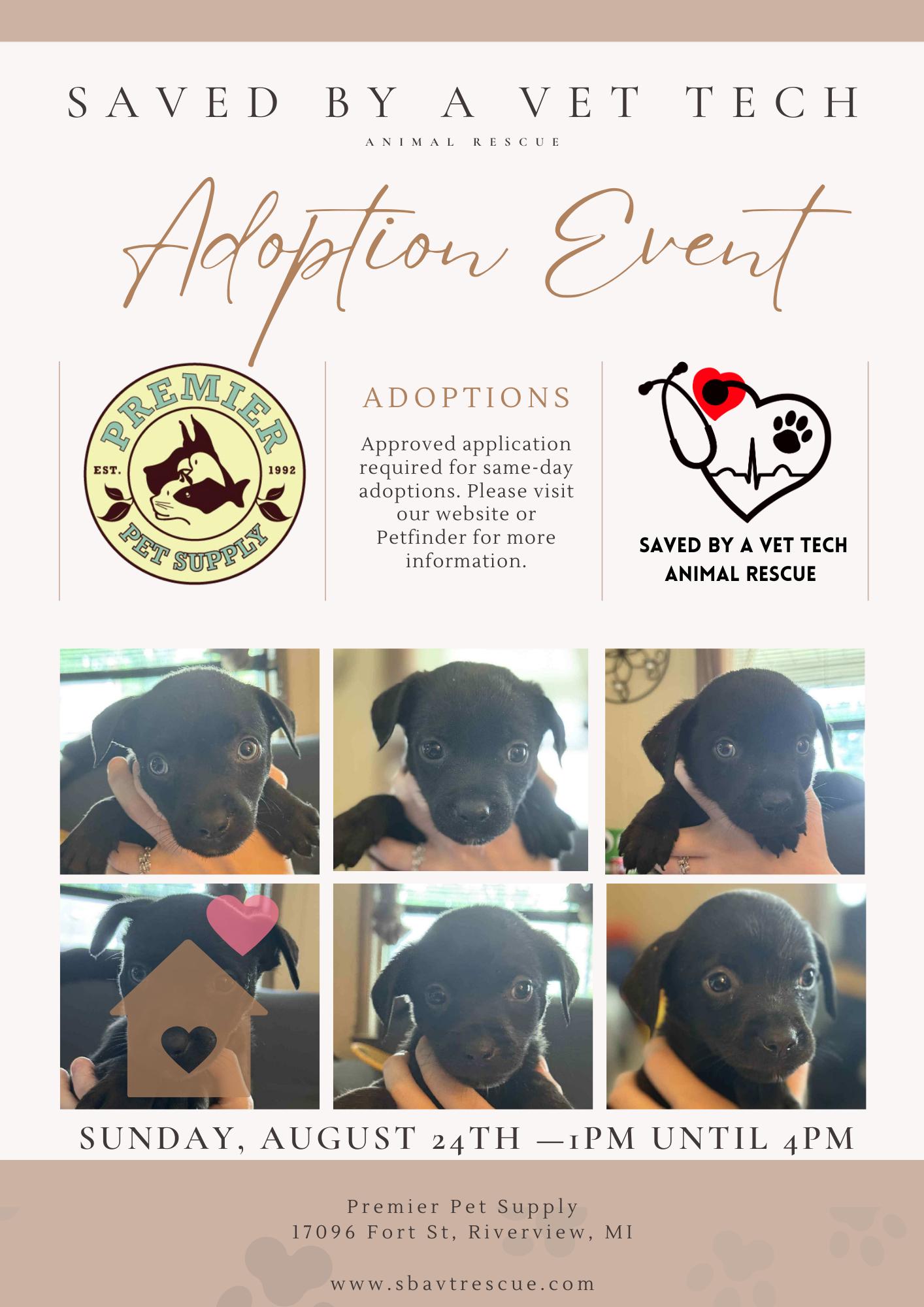 Enlarge Flower Power Litter <3, a Adopted mixed breed in Lincoln Park, MI image 3/6