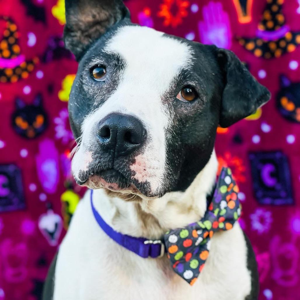 Luna — thumbnail 3