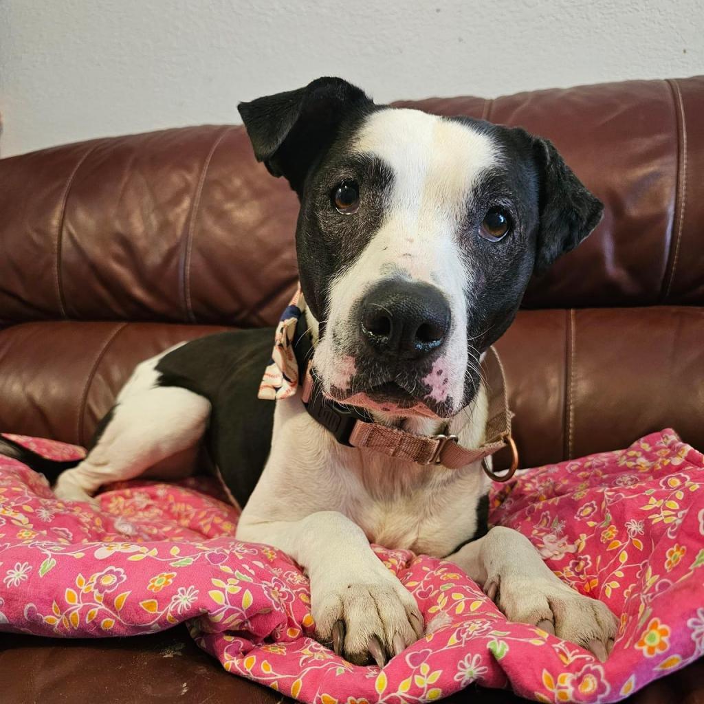 Luna — thumbnail 5