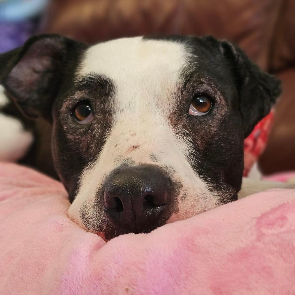 Luna — thumbnail 6