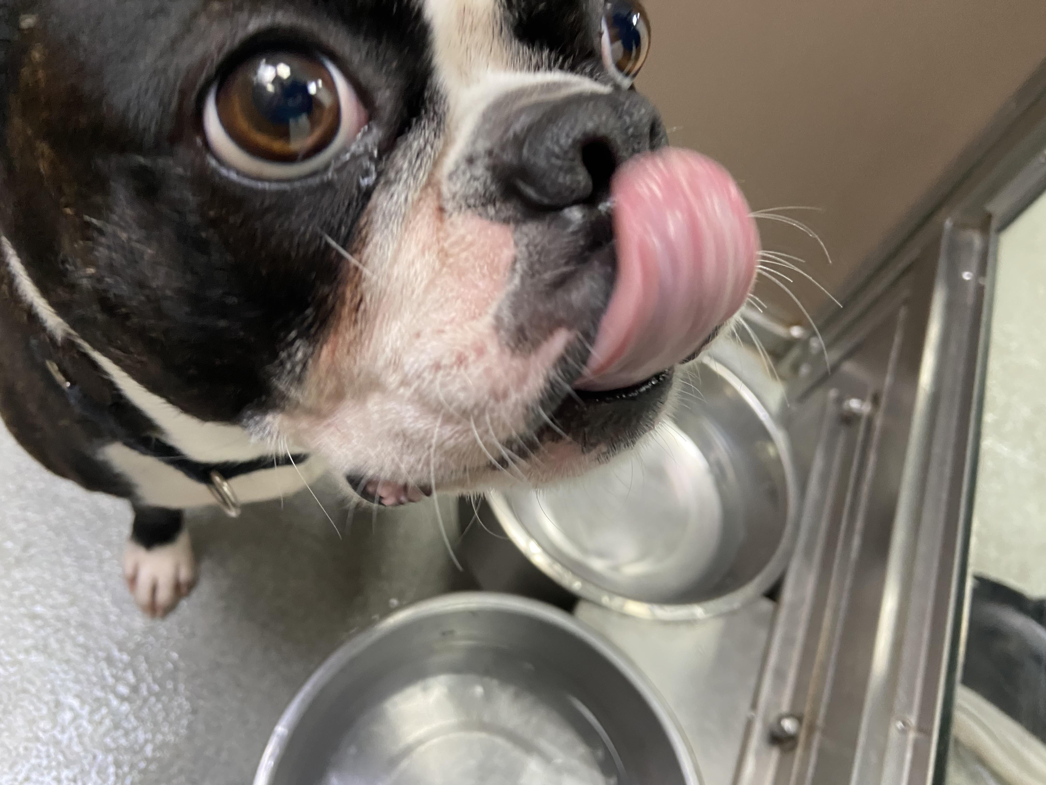 Enlarge Ozzie, a Adopted Boston Terrier in Teterboro, NJ image 4/4