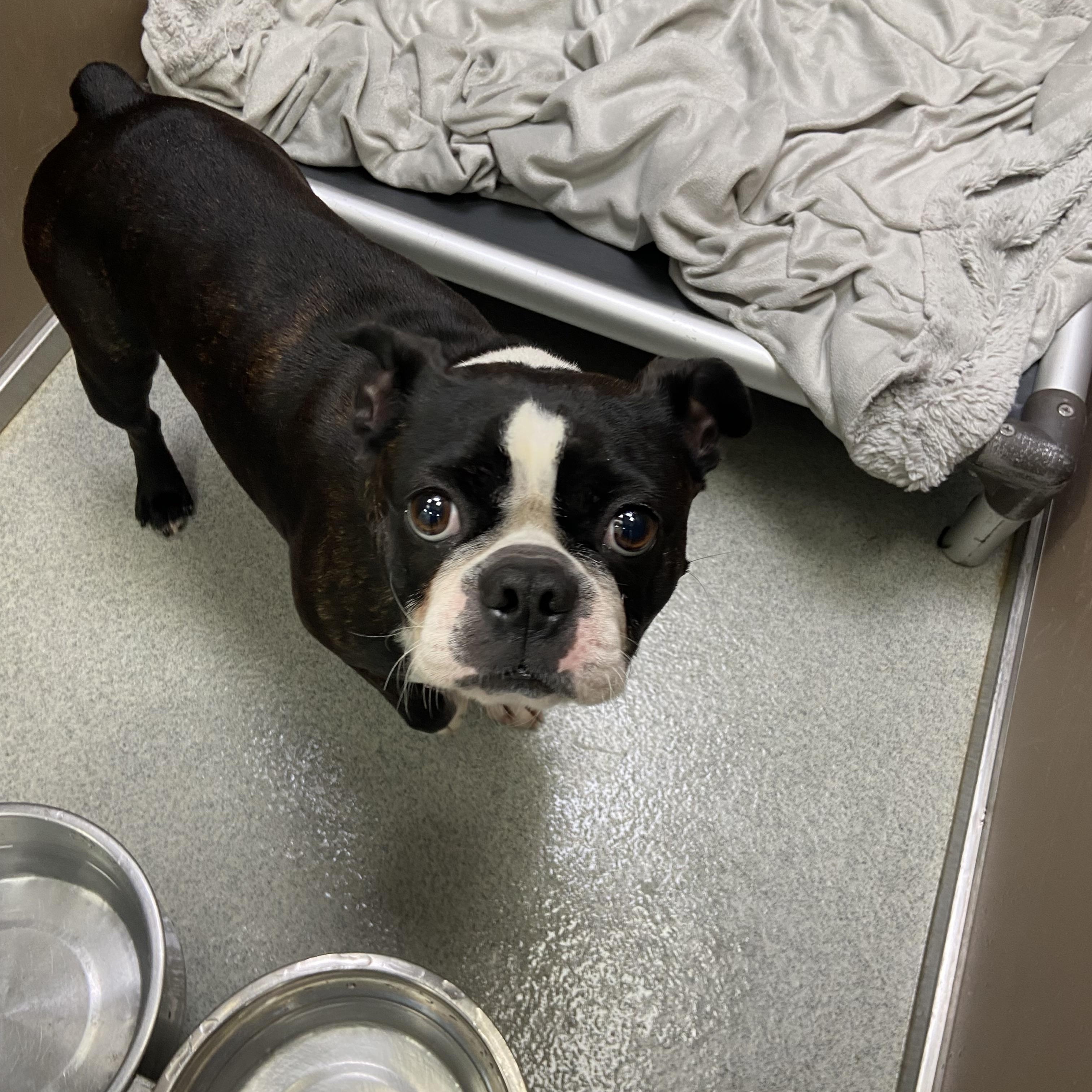 Enlarge Ozzie, a Adopted Boston Terrier in Teterboro, NJ image 2/4