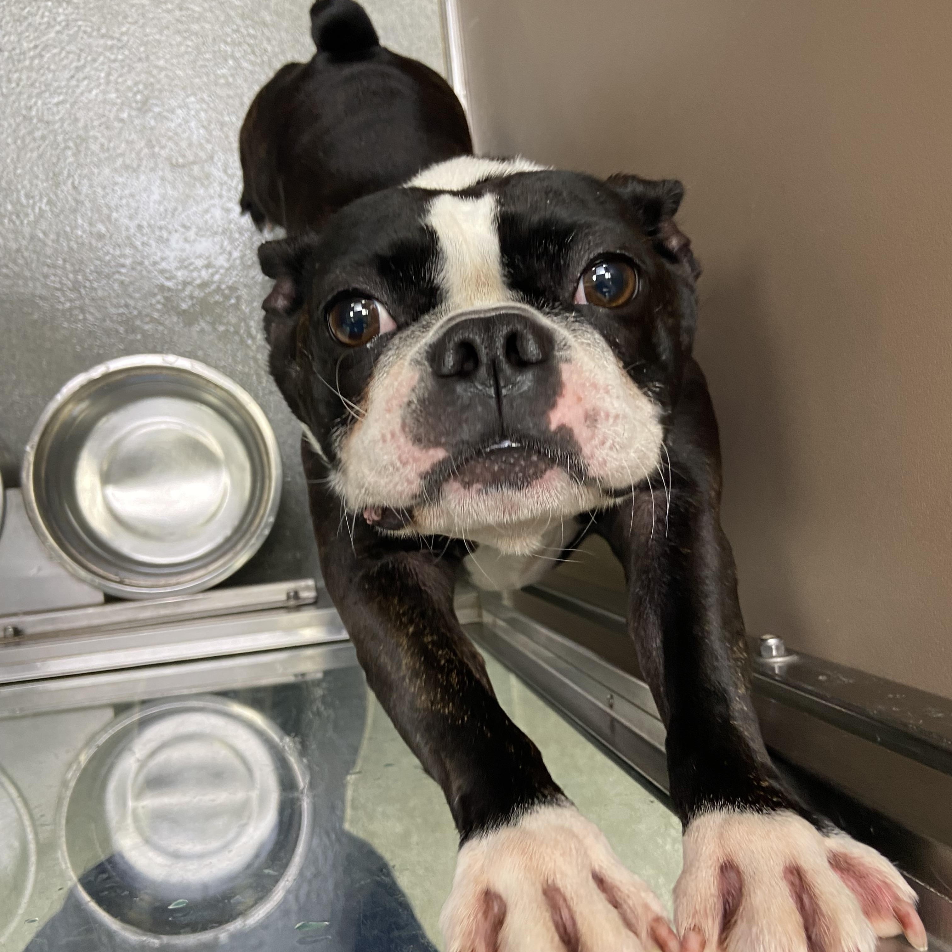 Enlarge Ozzie, a Adopted Boston Terrier in Teterboro, NJ image 3/4