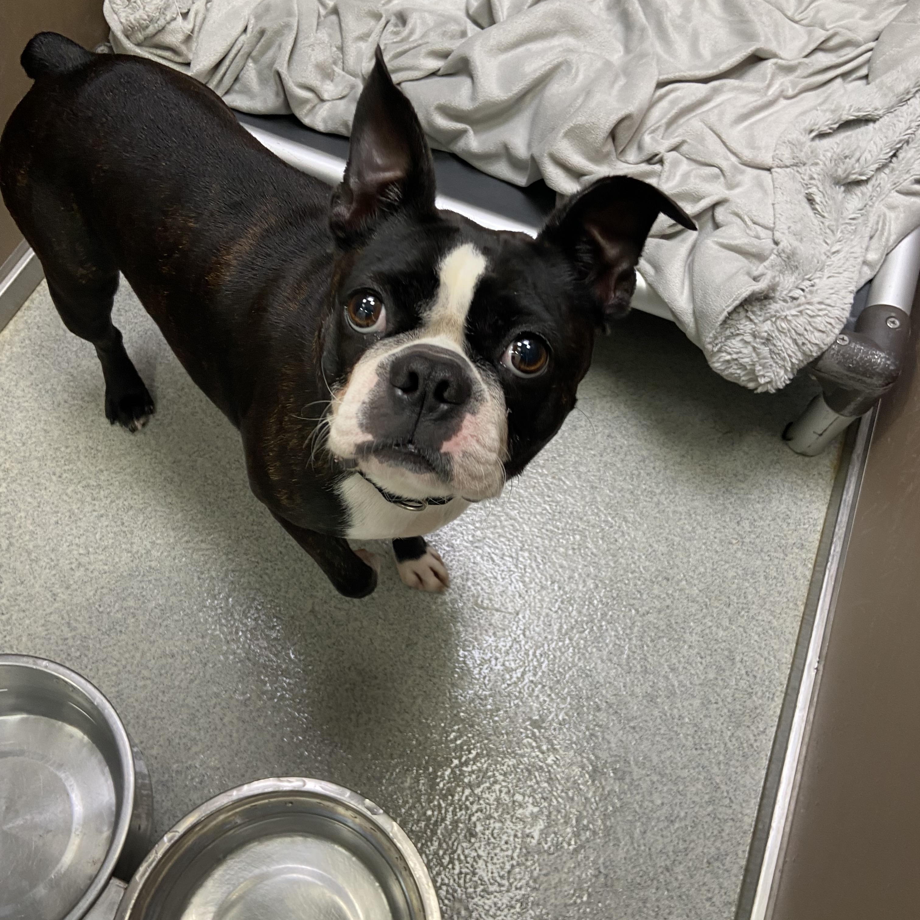 Ozzie, Adopted, Adult Female Boston Terrier.