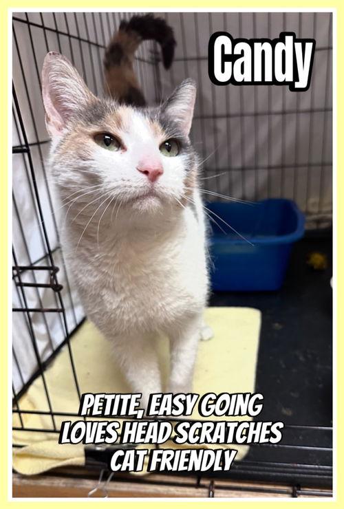 Candy, Willow Grove, PA (FCID# 03/28/2025-106) C