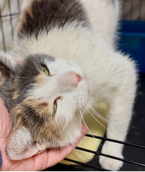 Candy, Willow Grove, PA (FCID# 03/28/2025-106) C 3