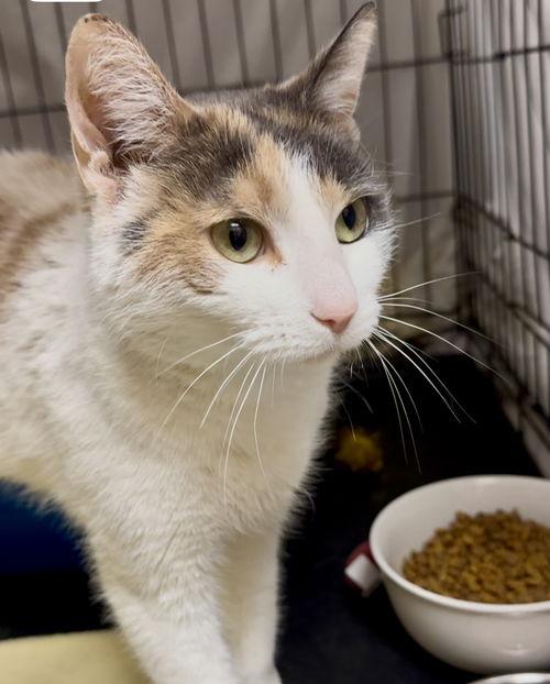Candy, Willow Grove, PA (FCID# 03/28/2025-106) C 2