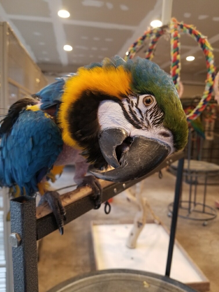 Lulu, Adoptable, Adult Unknown Macaw.