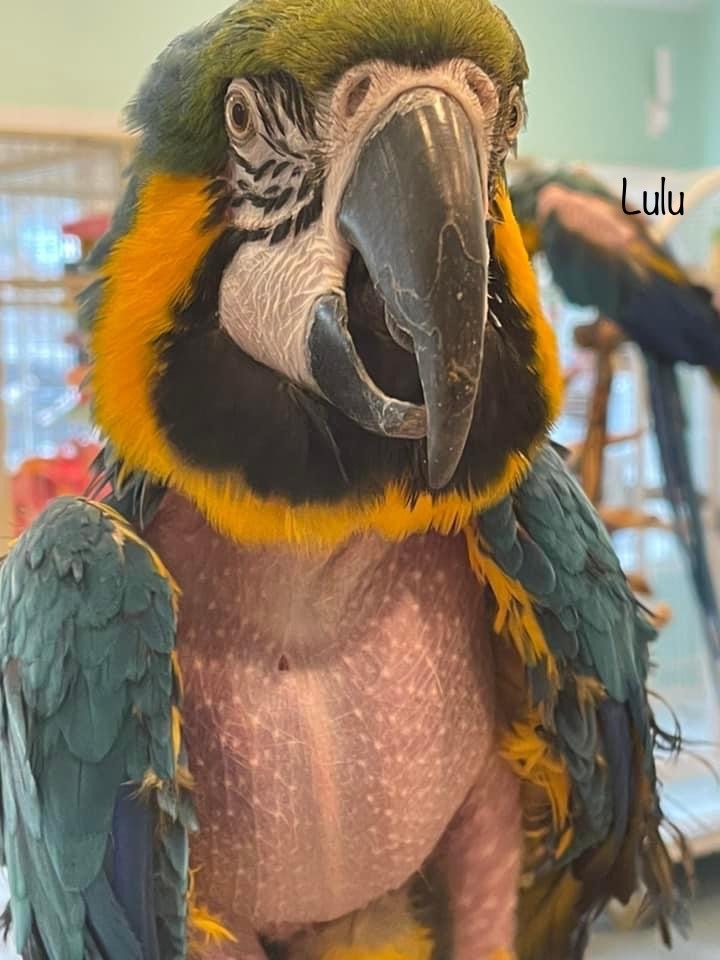 Enlarge Lulu, a Adoptable Macaw in Blairstown, NJ image 2/4