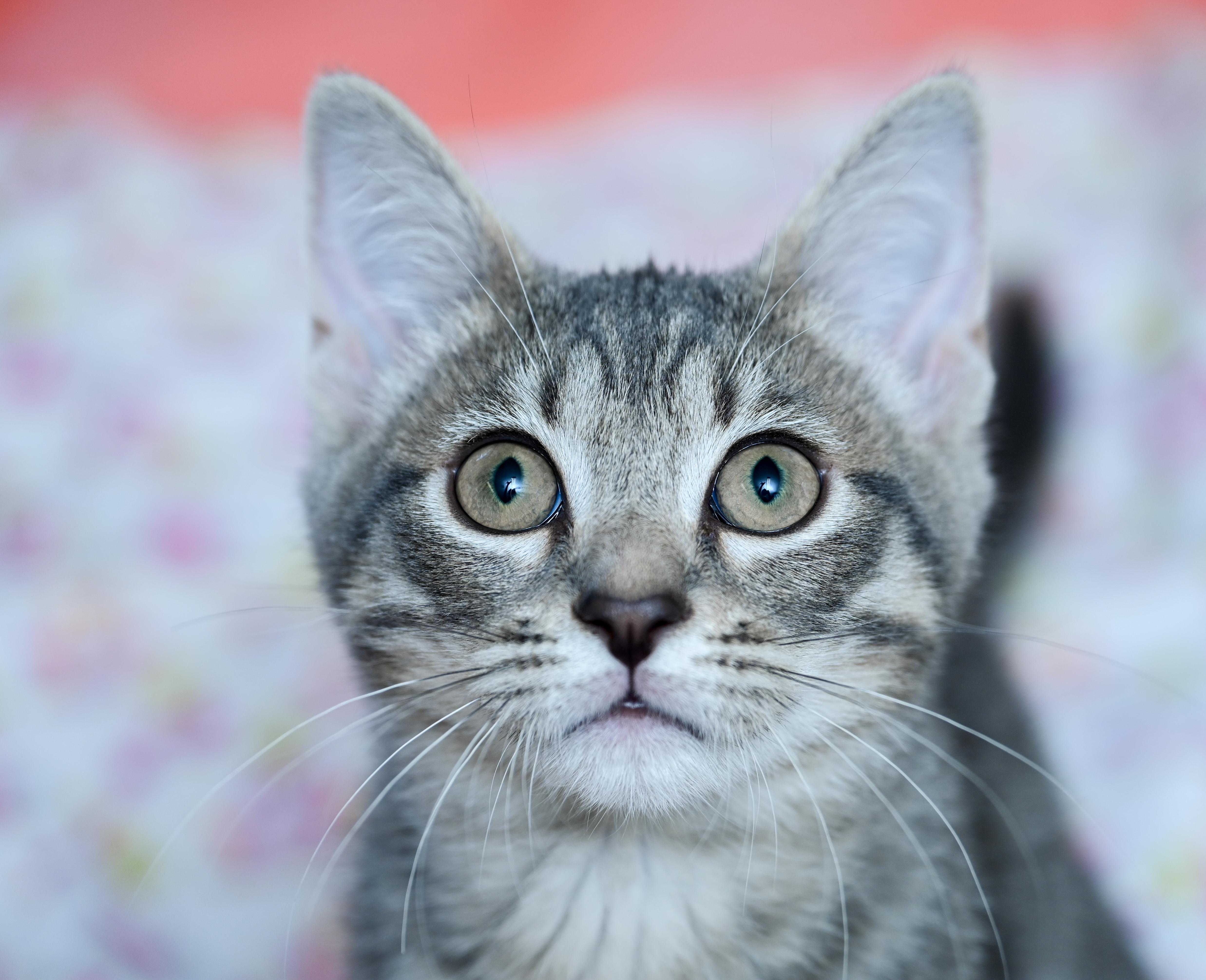 Enlarge Flipper, a Adoptable mixed breed in Chattanooga, TN image 2/6