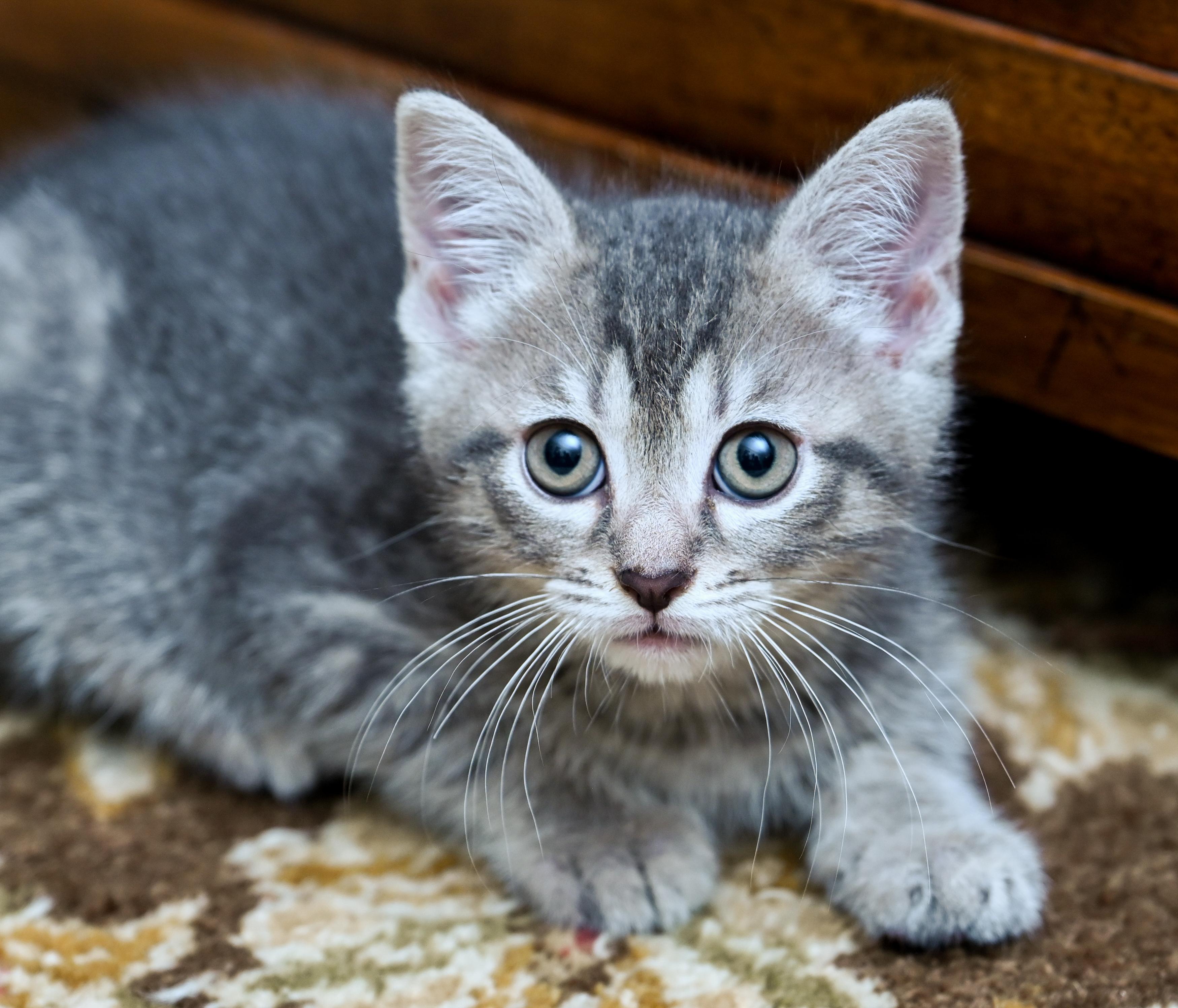 Flipper, a Adoptable mixed breed in Chattanooga, TN image 4/6