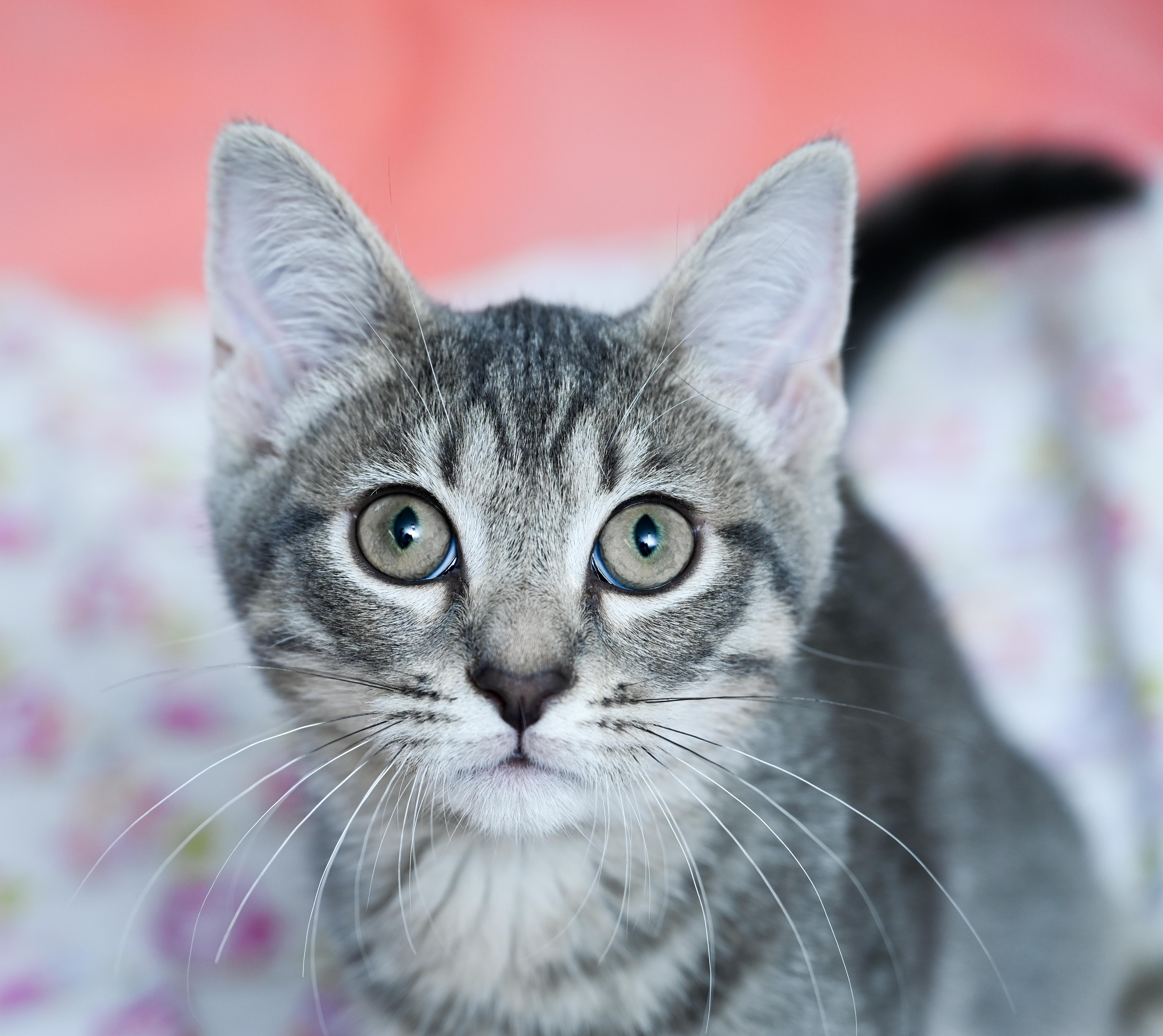 Enlarge Flipper, a Adoptable mixed breed in Chattanooga, TN image 1/6