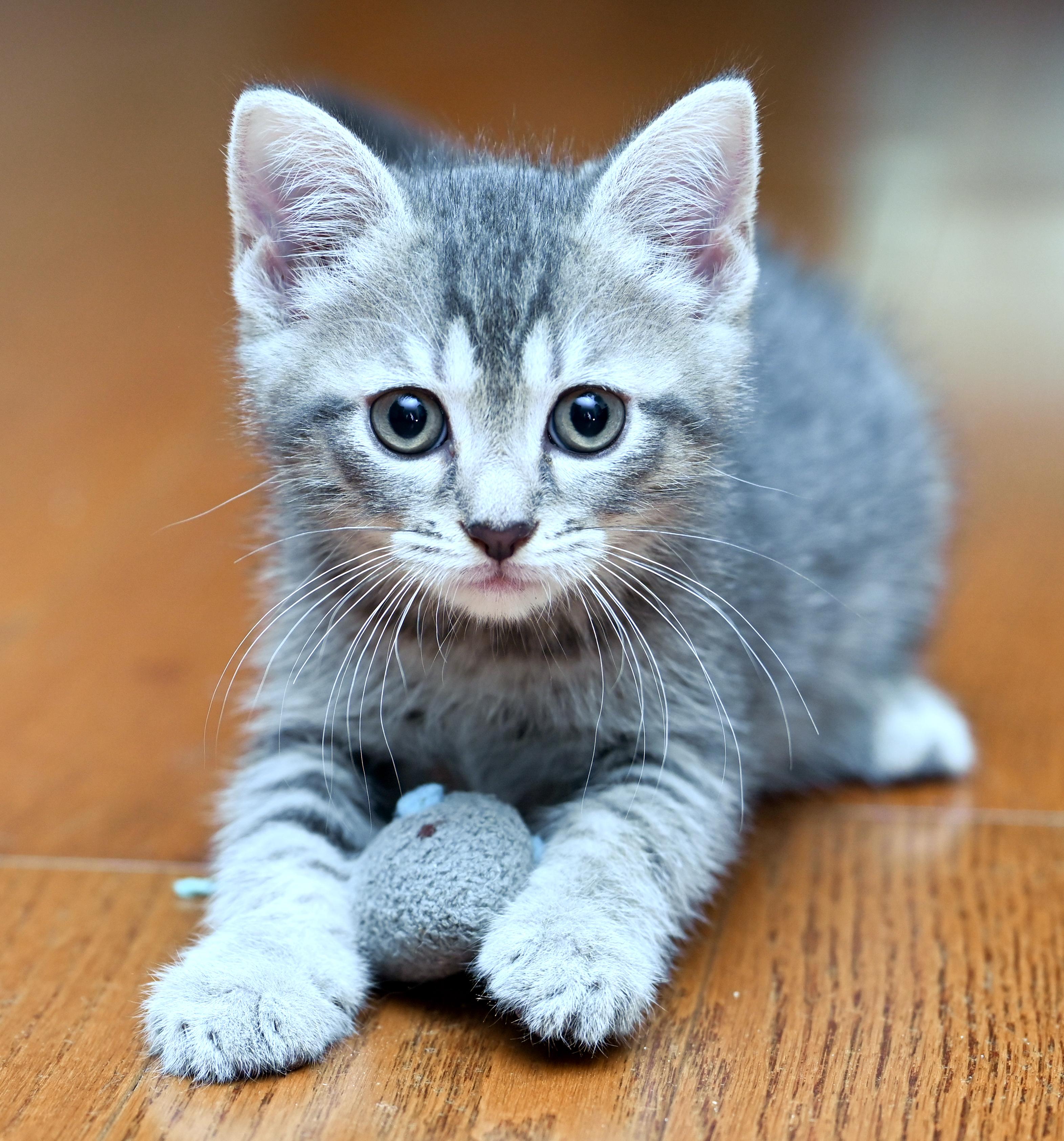 Flipper, a Adoptable mixed breed in Chattanooga, TN image 3/6