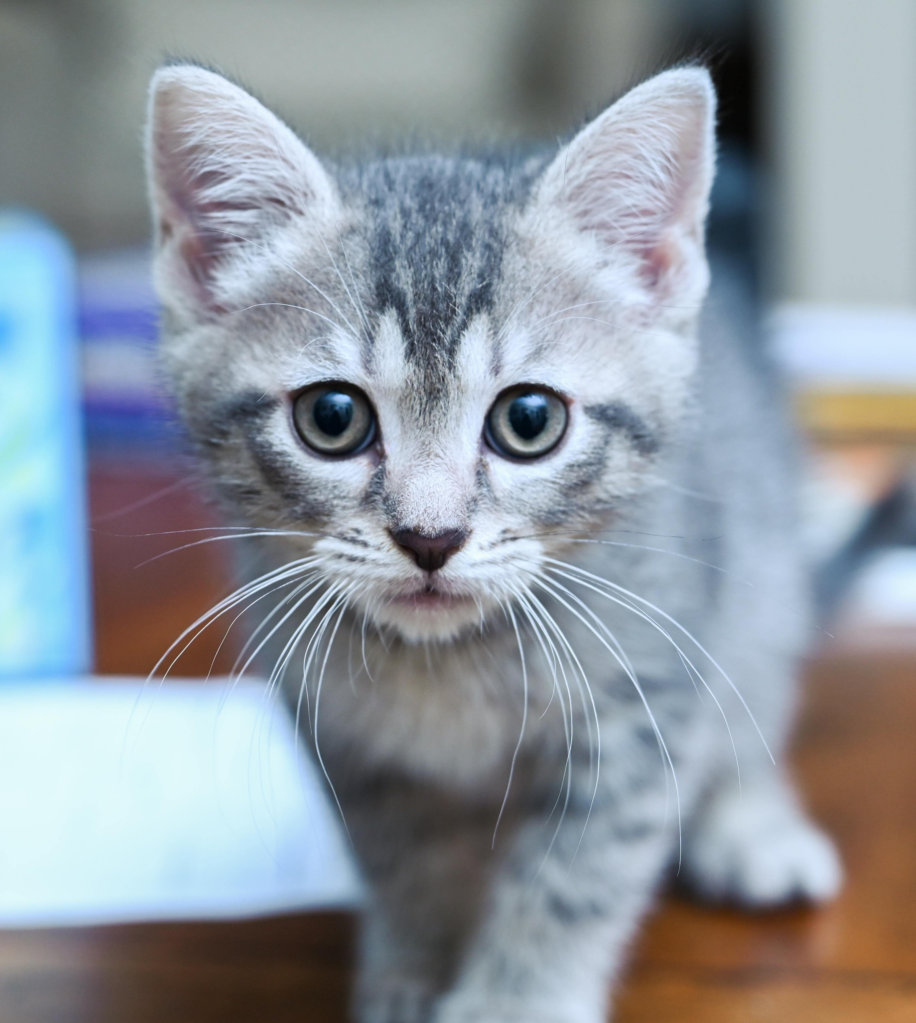 Flipper, a Adoptable mixed breed in Chattanooga, TN image 1/6