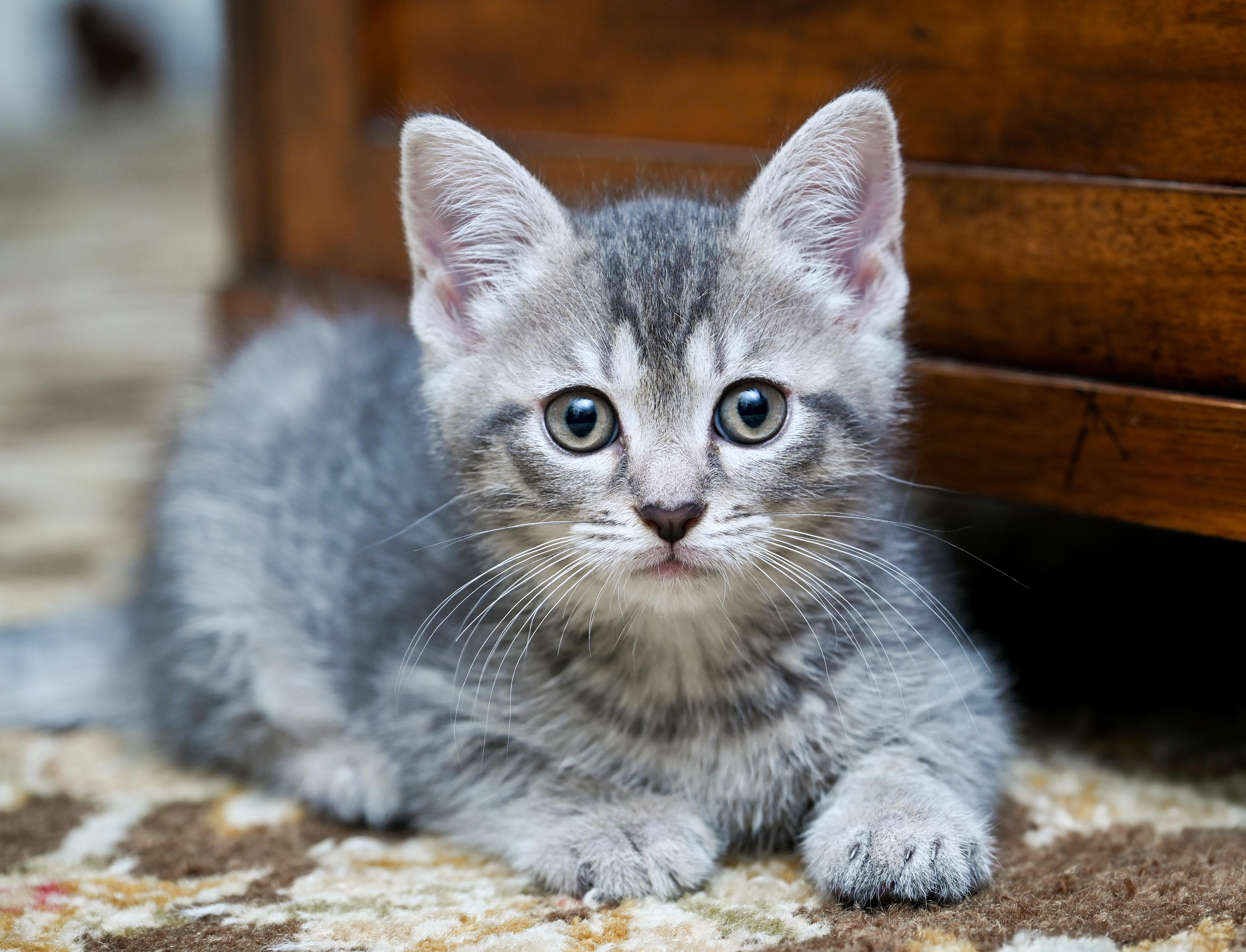 Flipper, a Adoptable mixed breed in Chattanooga, TN image 2/6