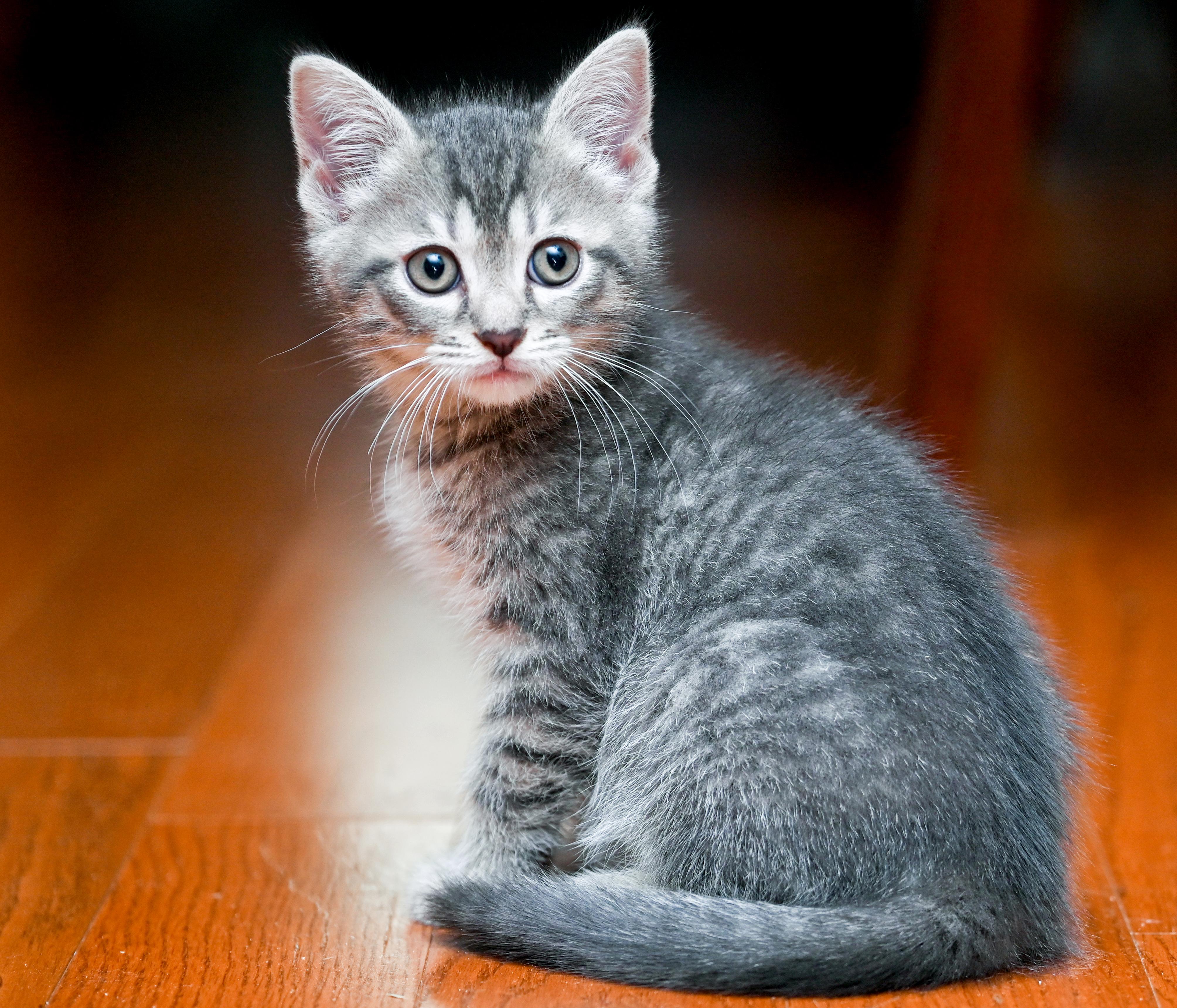 Flipper, a Adoptable mixed breed in Chattanooga, TN image 5/6