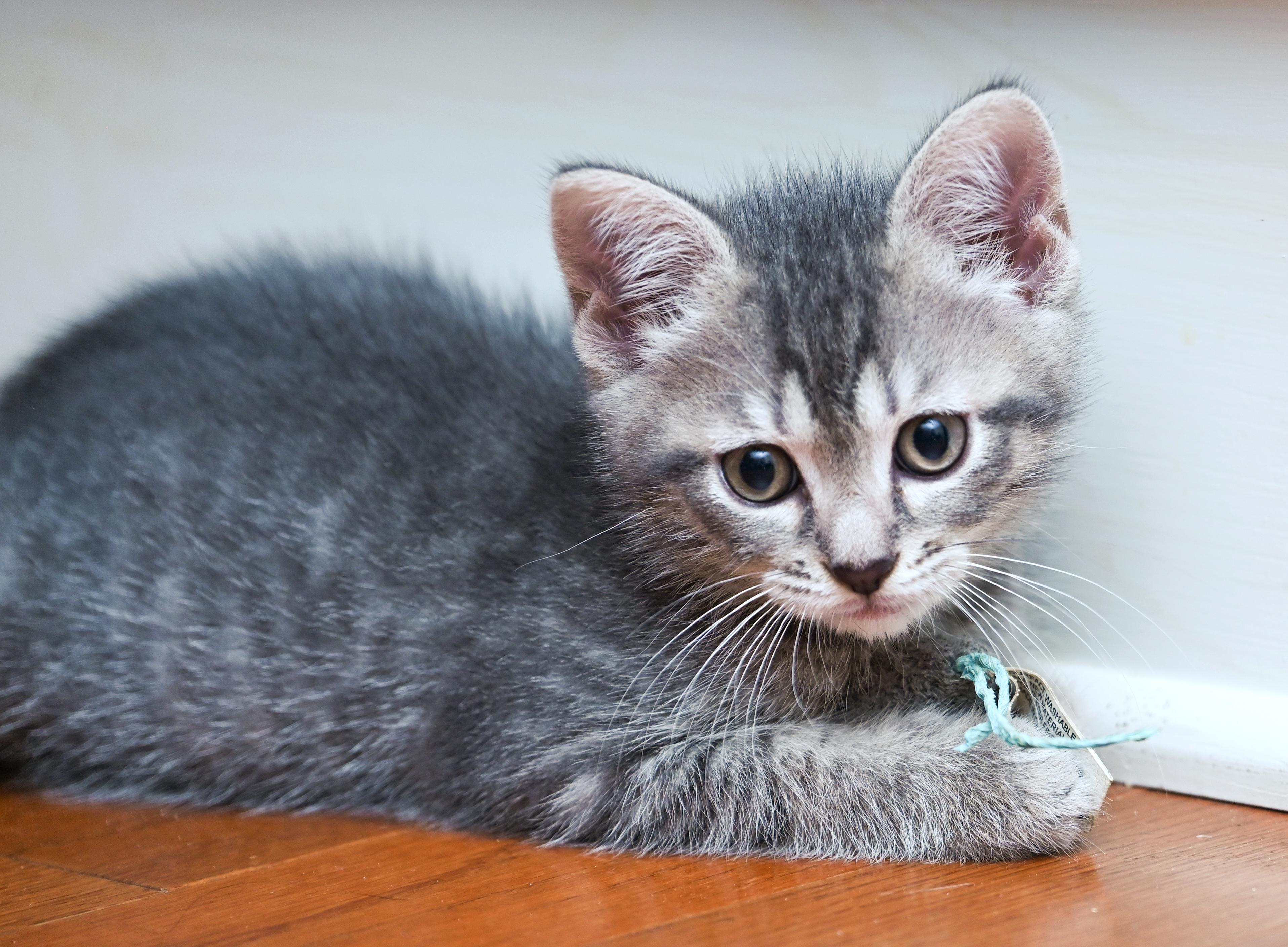 Flipper, a Adoptable mixed breed in Chattanooga, TN image 6/6