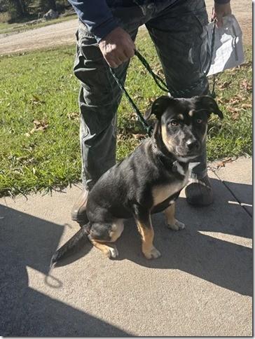 Young Female Shep mix 7 months old 35 Pounds Sheila