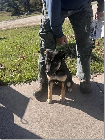 Young Female Shep mix 7 months old 35 Pounds Sheila