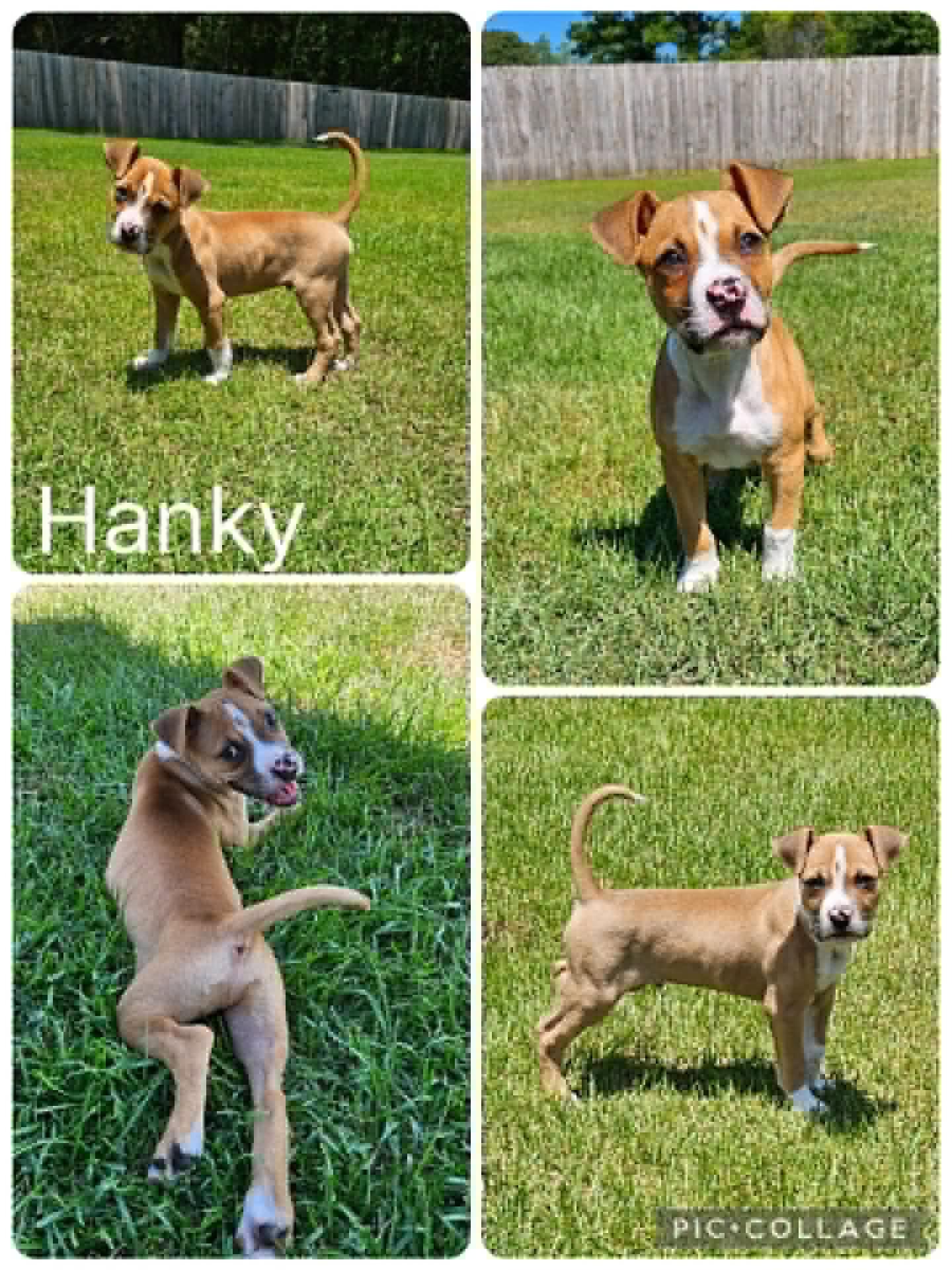 Enlarge Hanky, an adopted mixed breed in Enterprise, AL image 1/1