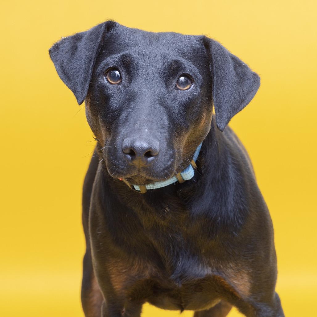Ethel, Adoptable, Adult Female Mixed Breed.
