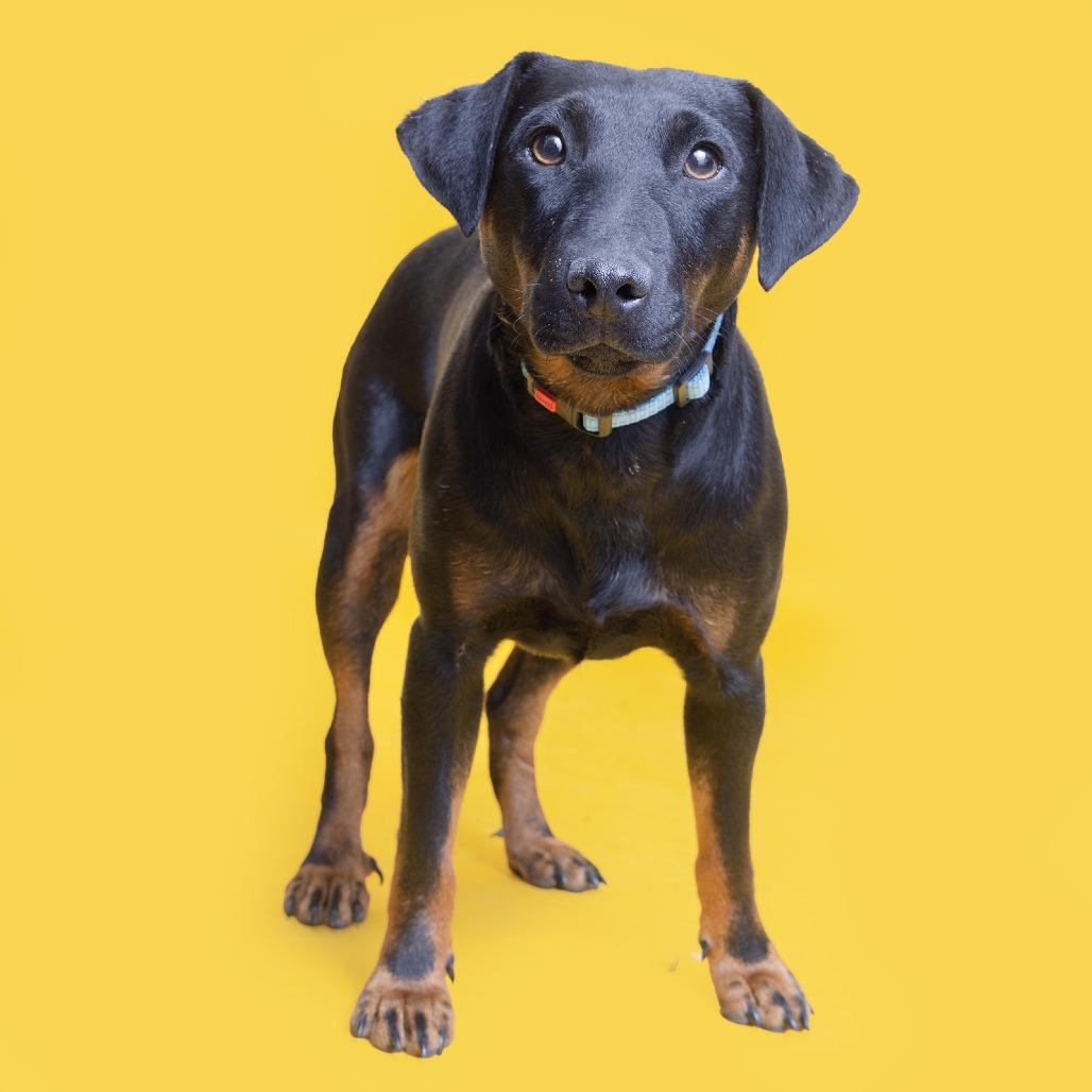 Enlarge Ethel, a Adoptable Mixed Breed in Franklin, TN image 2/2